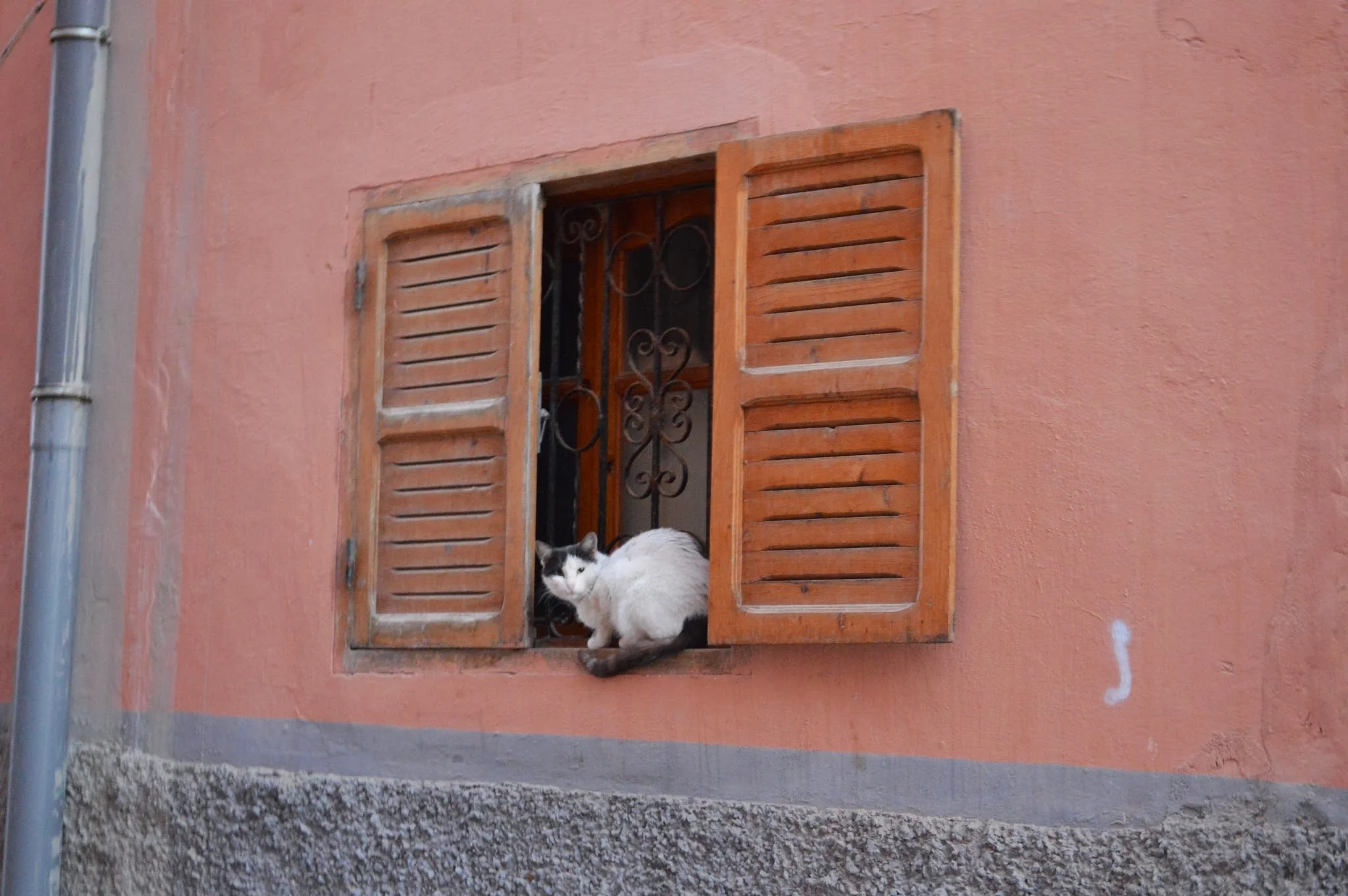 A black and white cat sitting in an open wooden window with shutters on a pink plastered wall.