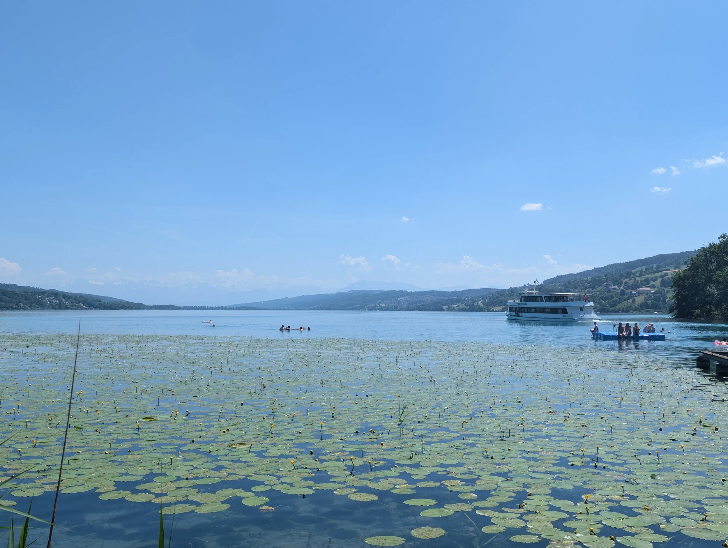 A lake with lily pads and yellow flowers on the water surface, surrounded by green hills under a clear blue sky with a few white clouds. There are people swimming in the lake and a boat near the shore.