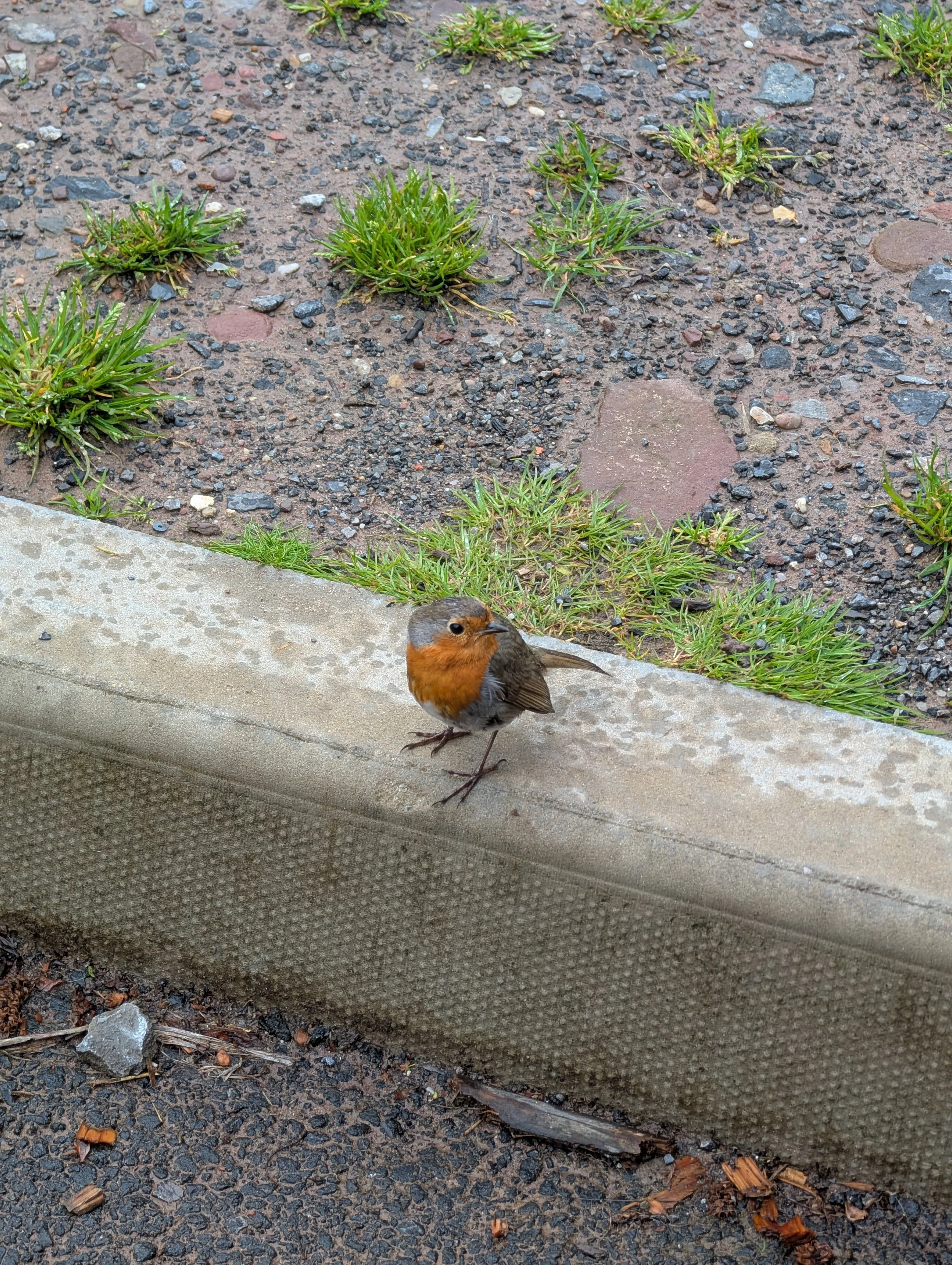 A small bird with orange breast and brownish wings standing on a concrete step next to a patch of ground with small plants and scattered leaves and rocks.