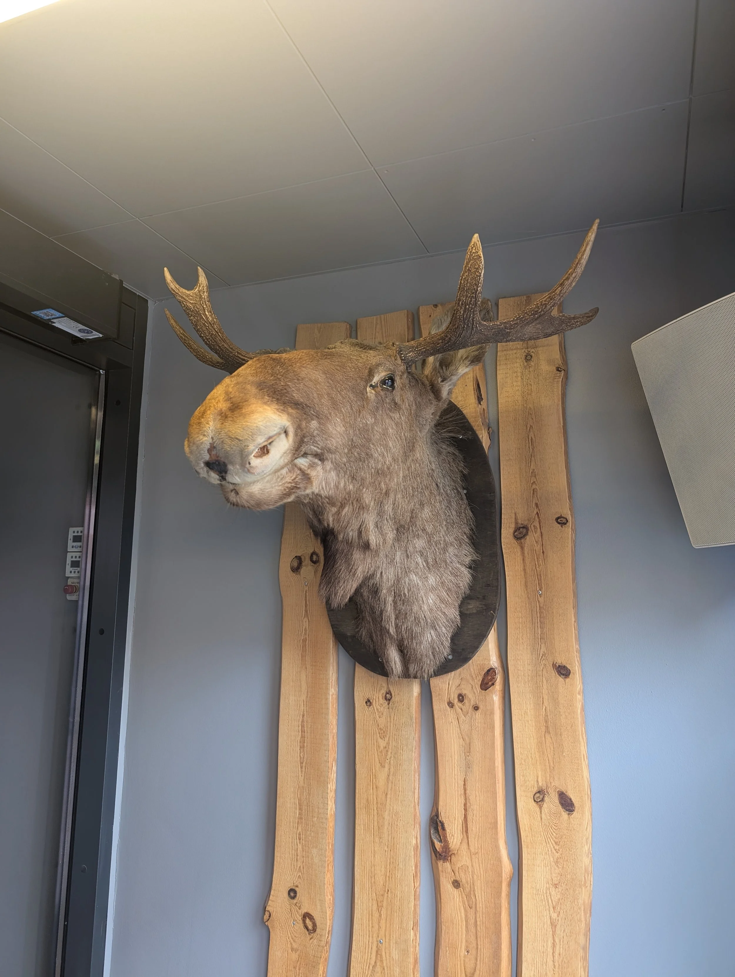 Mounted deer head with antlers on a wall behind a wooden panel.