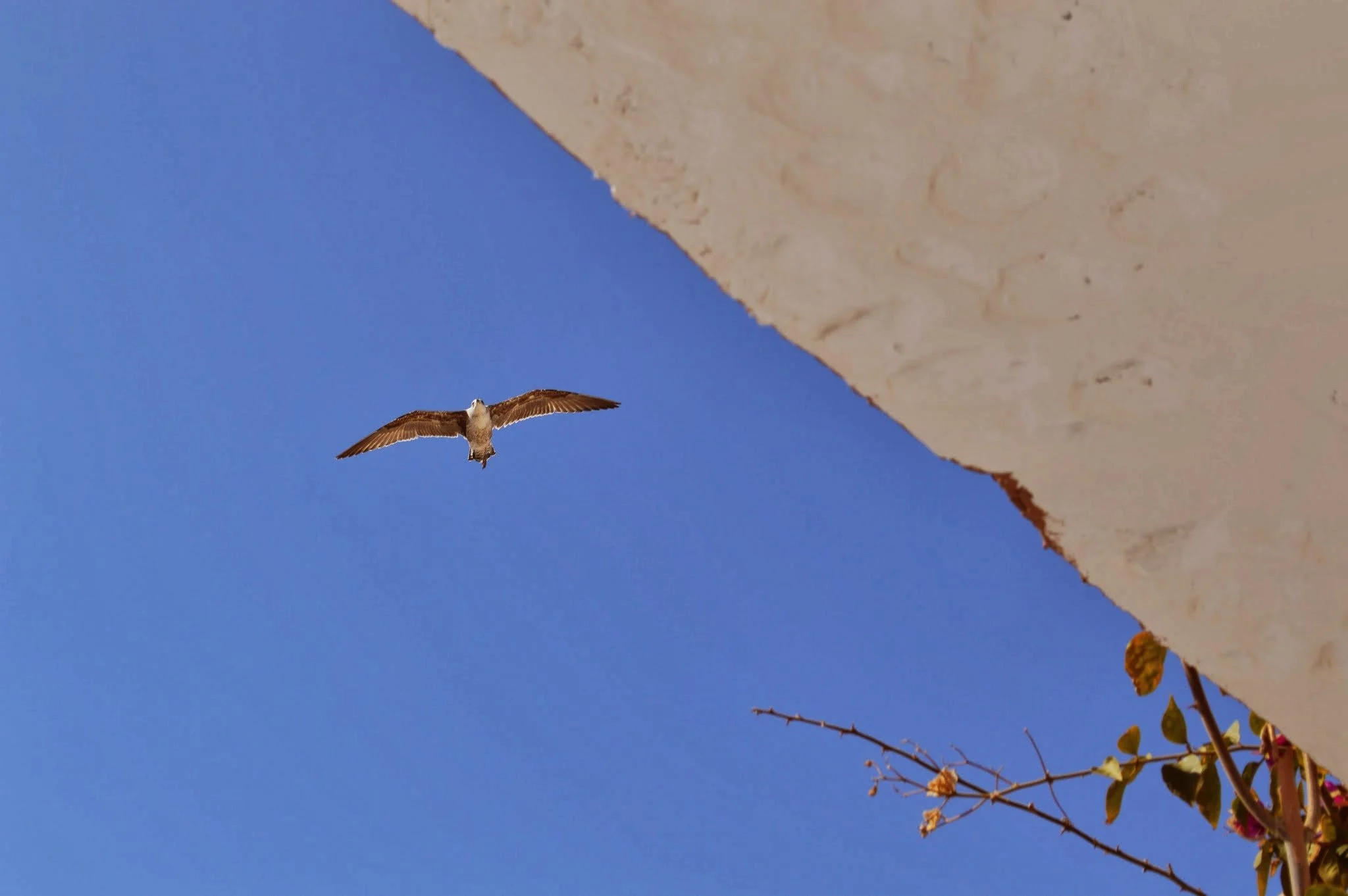 A bird flying in a clear blue sky near a white wall and some plants with pink flowers.