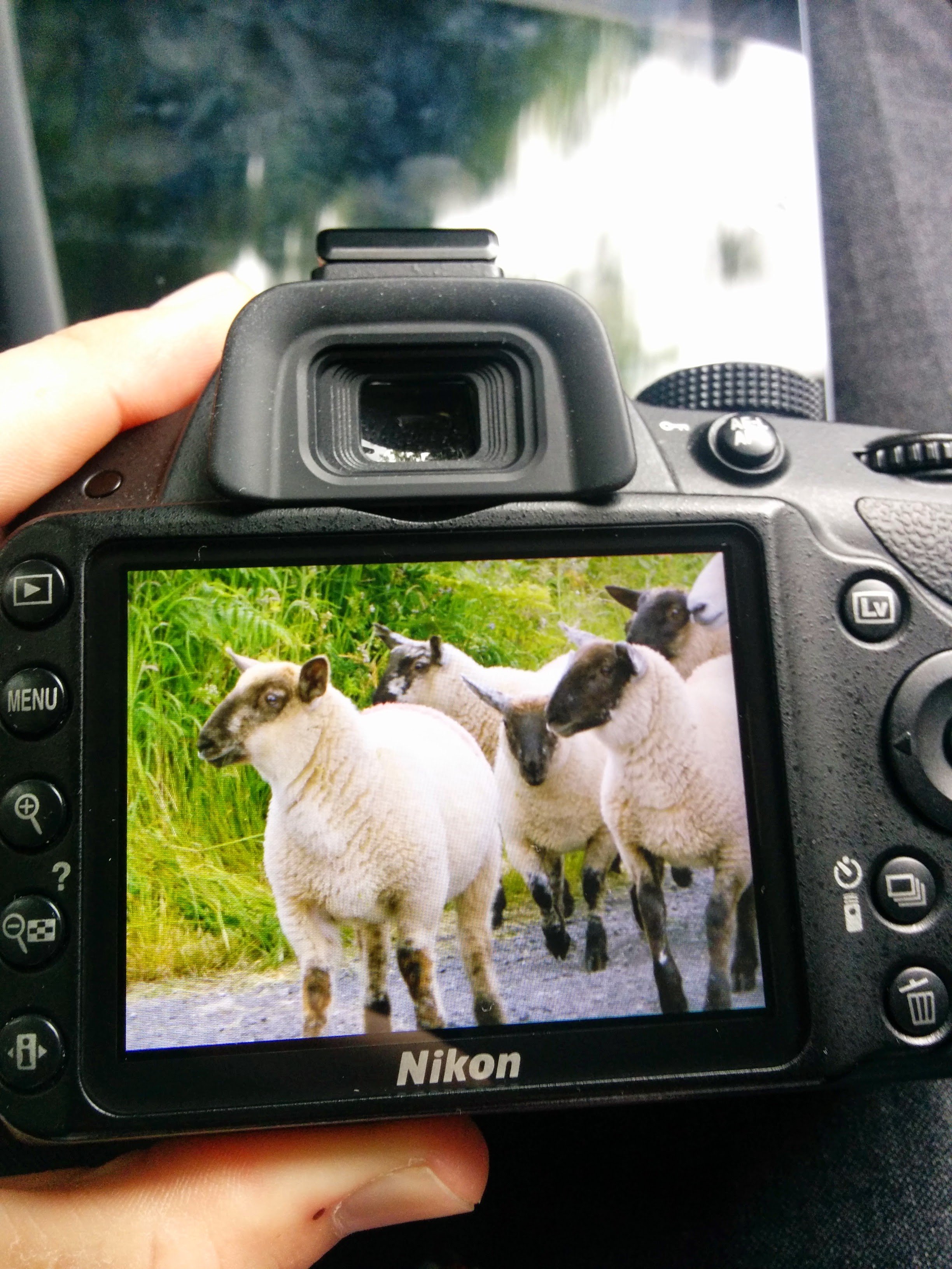 Photograph of a camera held by hand, showing a body of sheep with black and white faces in a grassy outdoor setting.