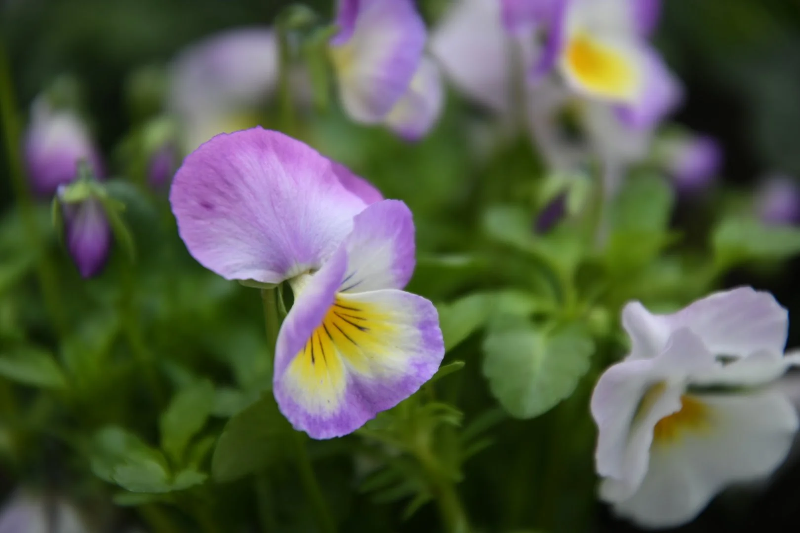 Close-up of a cluster of colorful pansy flowers, primarily purple and yellow, with green leaves in the background.