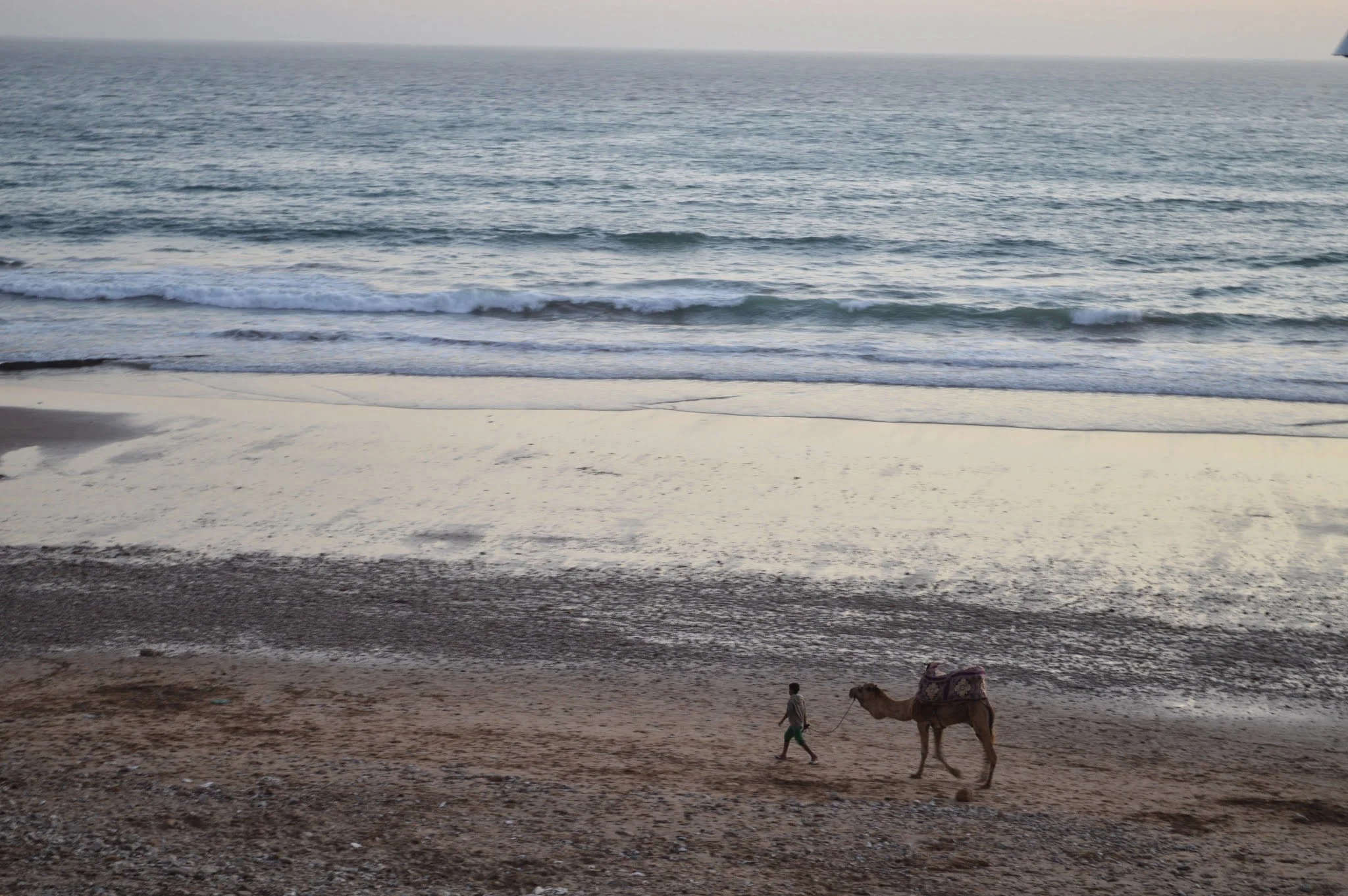 A beach scene with the ocean in the background, small waves, and a person walking alongside a camel carrying baggage.
