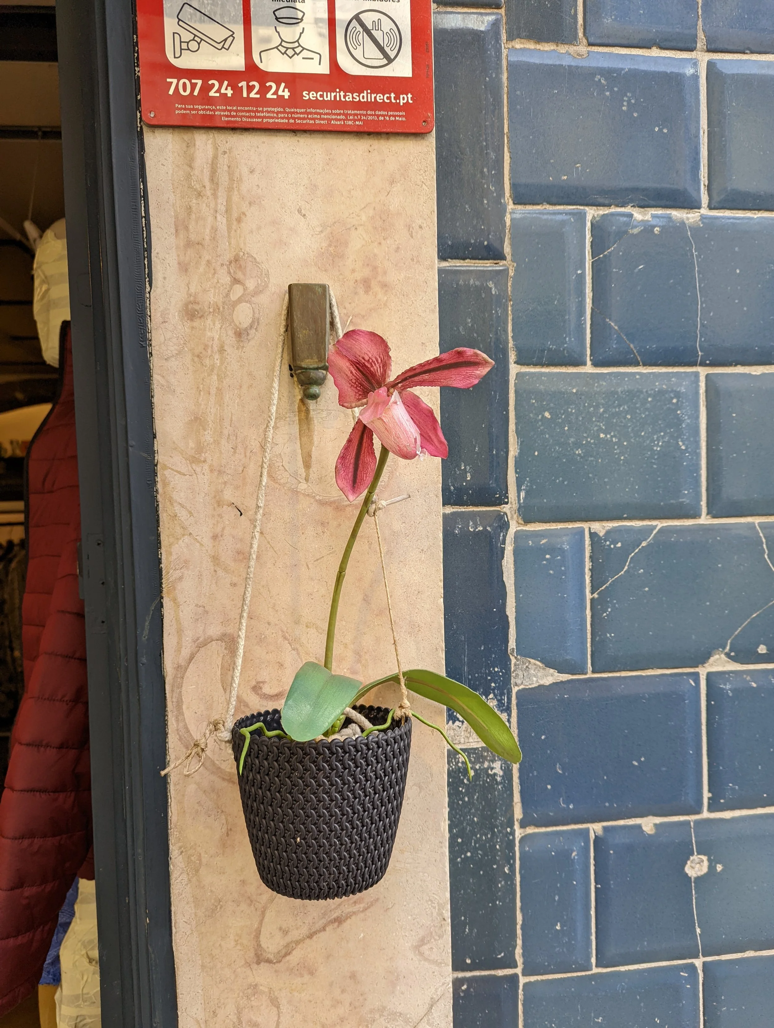 A pink orchid plant is in a dark woven hanging planter on a beige marble wall, with blue ceramic tiles on the right. A red and white sign for security services is above the plant.