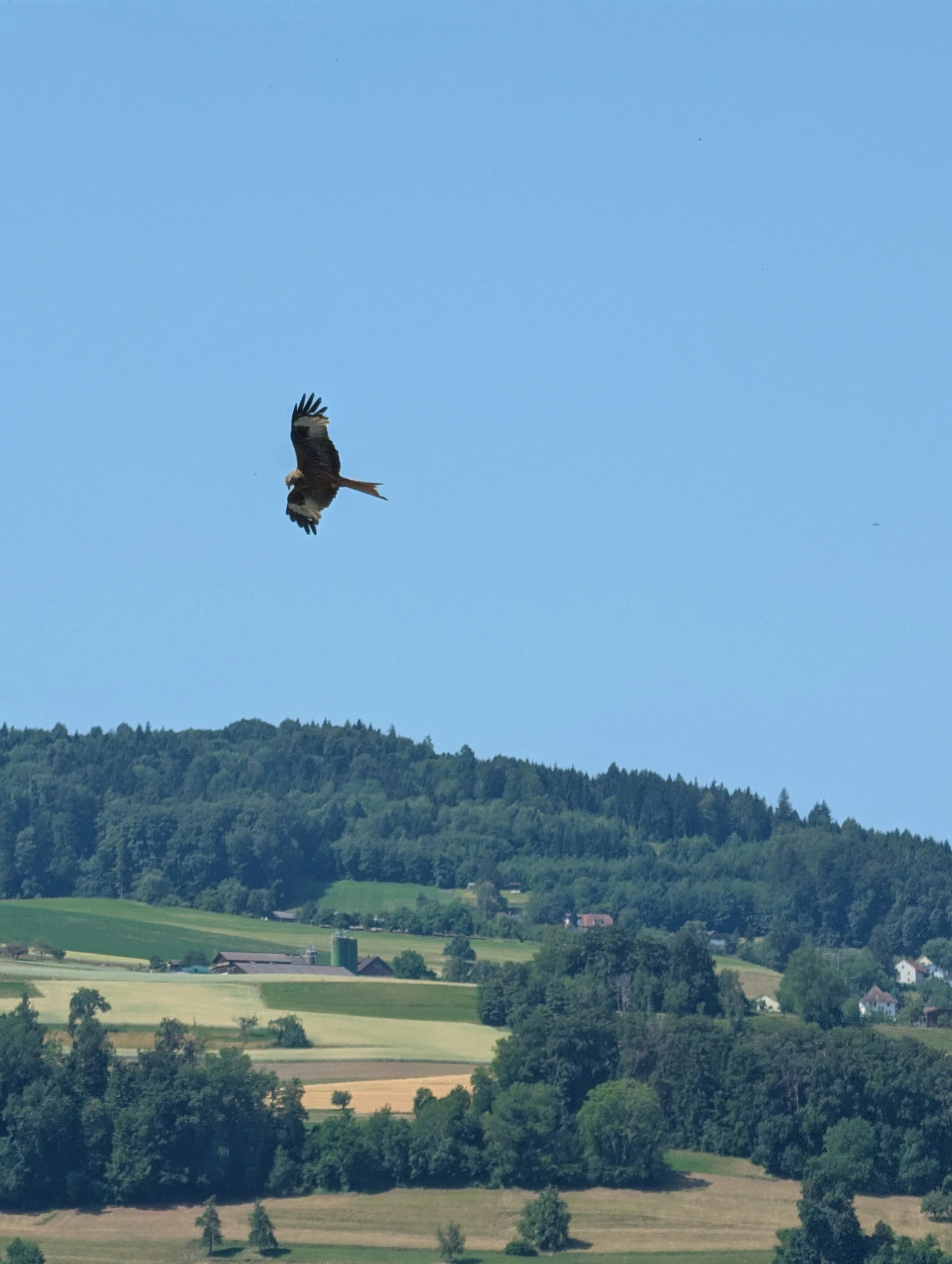 A bird of prey flying in a clear blue sky over a rural landscape with fields, trees, houses, and distant hills.