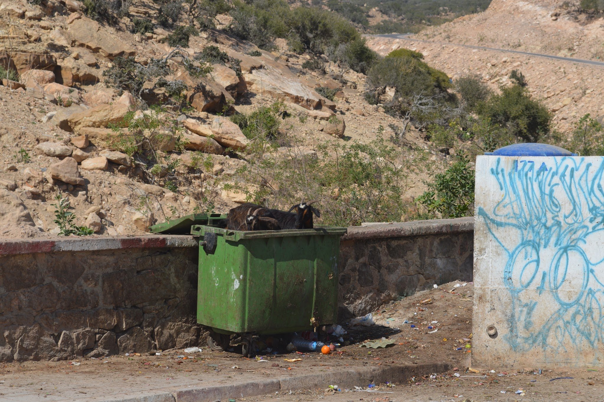A dog lying in a green trash bin on a sidewalk near a rocky hillside with sparse bushes. There is graffiti on a nearby white wall, and scattered trash on the ground.