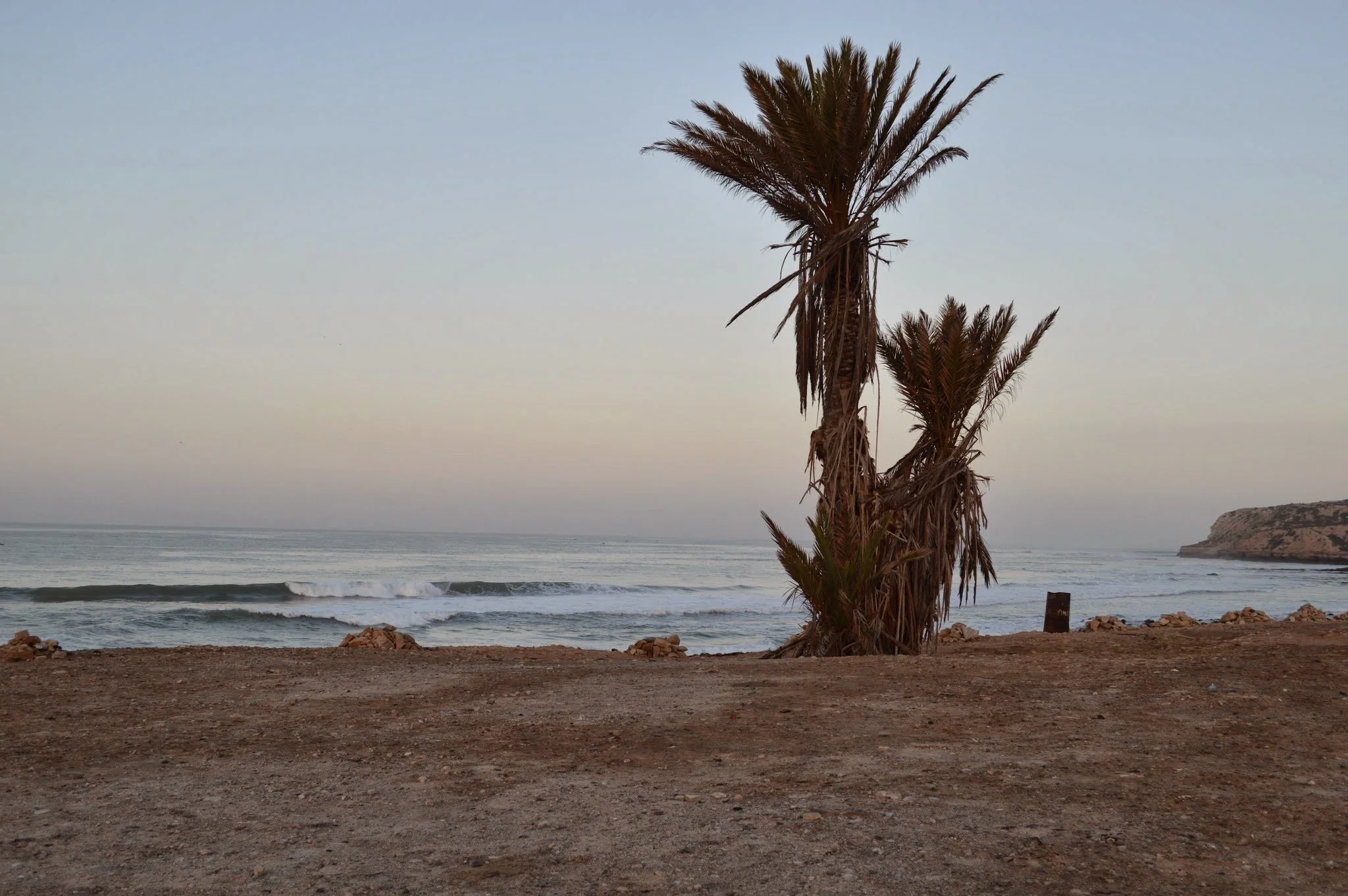 A beach scene during sunset with a palm tree in the foreground, ocean waves, and a distant rocky shoreline.