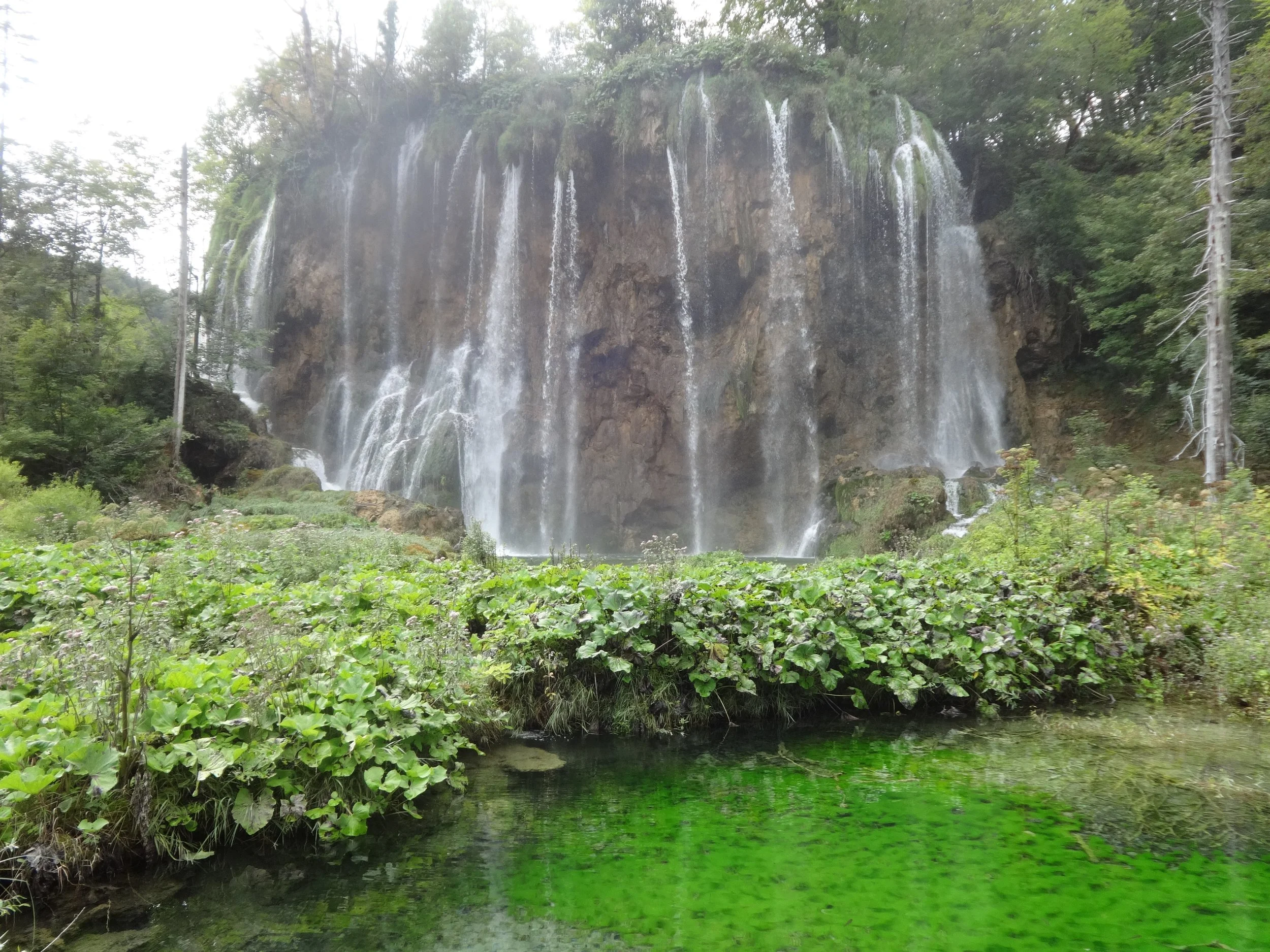Waterfall cascading down a rocky cliff surrounded by green trees, with a body of water and green plants in the foreground.