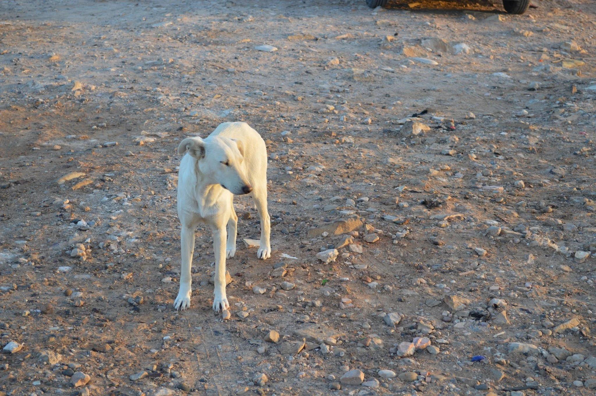 A white dog standing on rocky ground outdoors with a vehicle partially visible at the top.