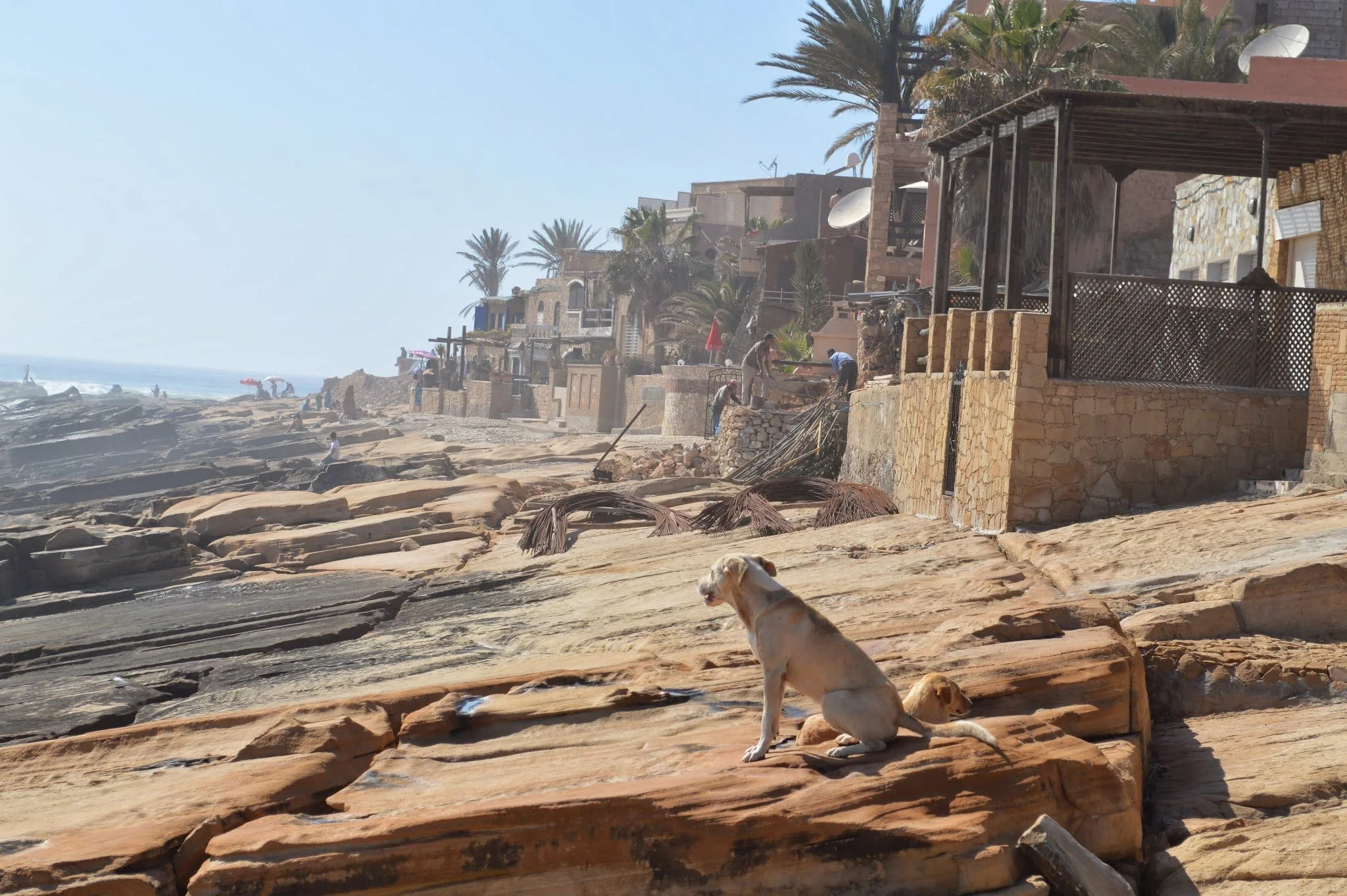 Dogs lying on a rocky beach with houses and palm trees in the background, and people under umbrellas near the shoreline.