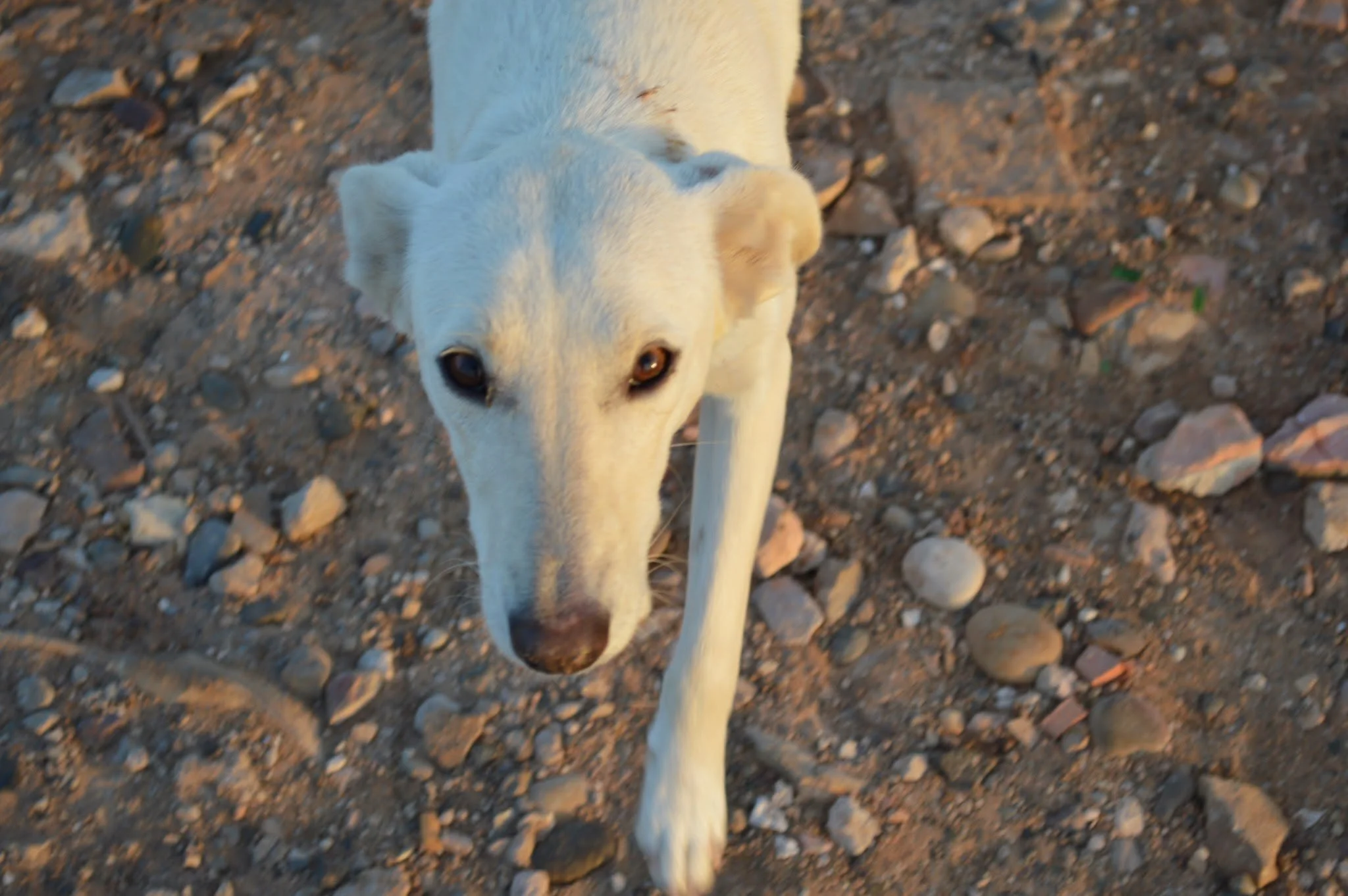 Close-up of a white dog with brown eyes on a rocky ground, looking directly at the camera.