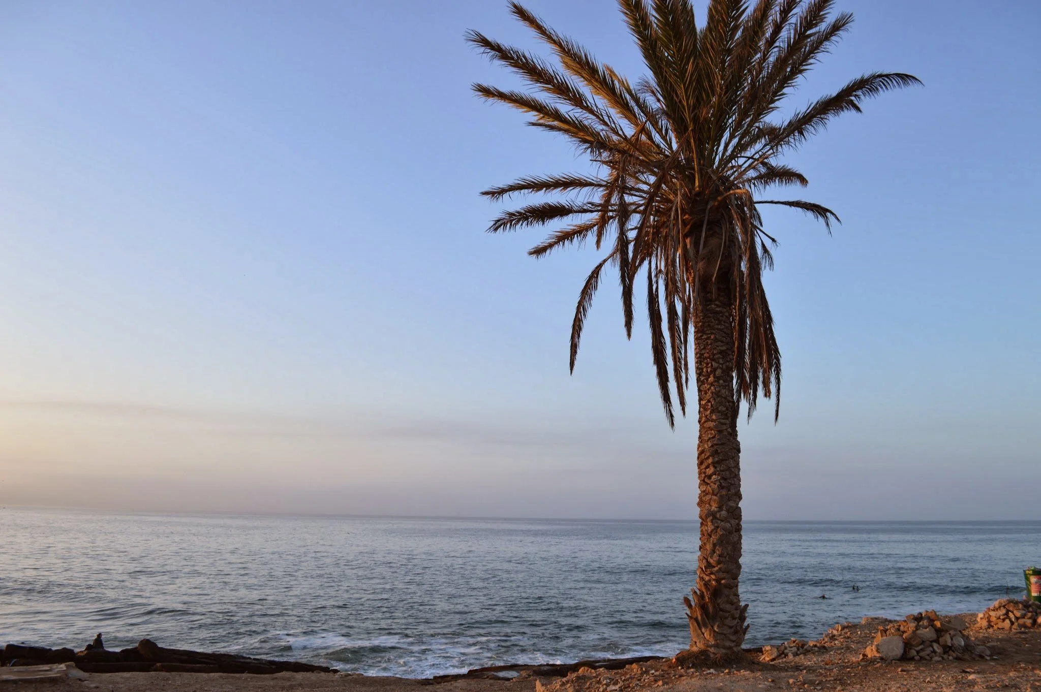 A single palm tree stands near the rocky shore of a body of water, with a calm sea and a clear sky in the background during sunset or sunrise.