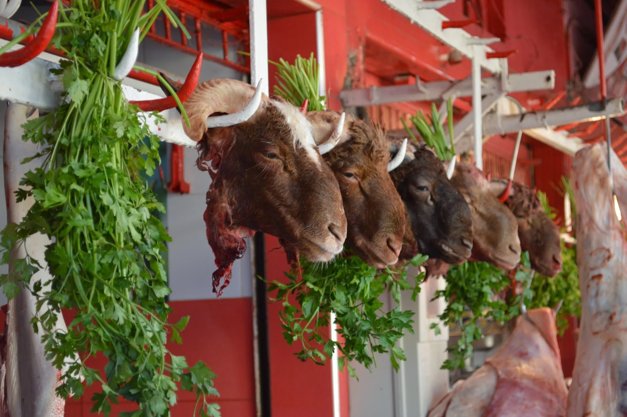 A row of cow heads with horns hanging from a metal rack, surrounded by bunches of fresh green herbs and chili peppers in a market.