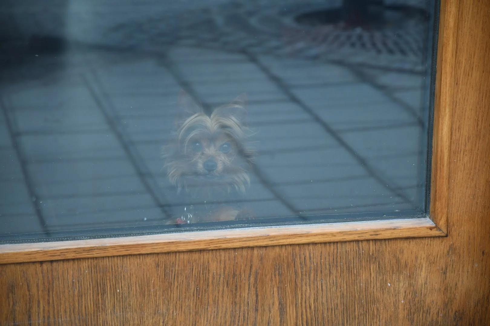 A small dog with long fur and big eyes looking through a glass door, with a metal pet gate in front of it and a wooden frame around the door.