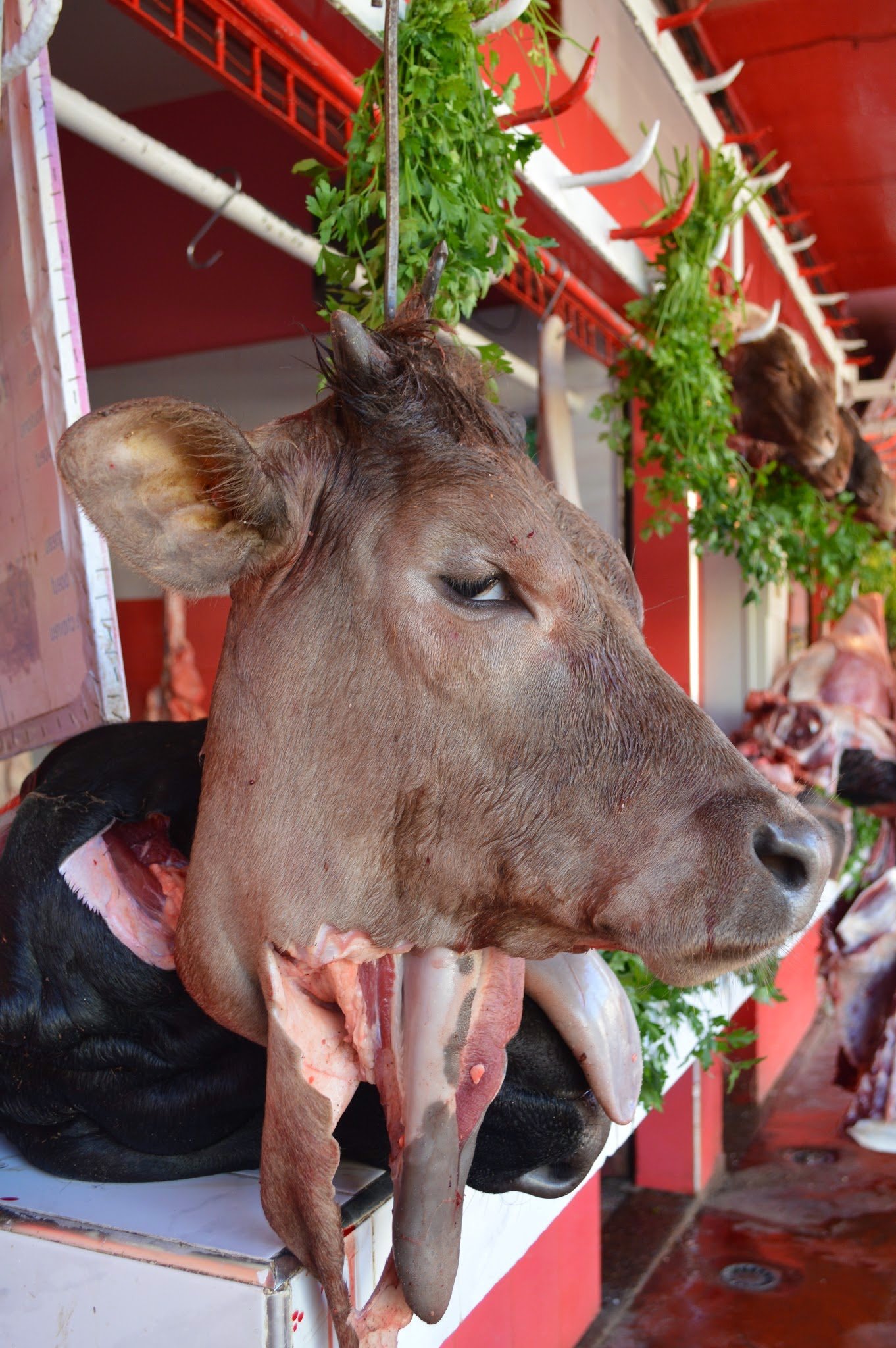 Fresh meat and skulls of various animals, including a cow, displayed for sale at a meat market, with herbs and greenery in the background.