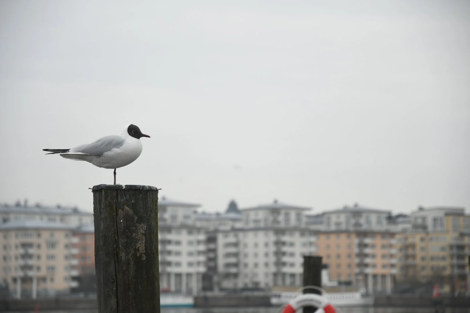 A seagull with a black head and white body standing on a weathered wooden post in front of an urban waterfront with high-rise buildings in the background.