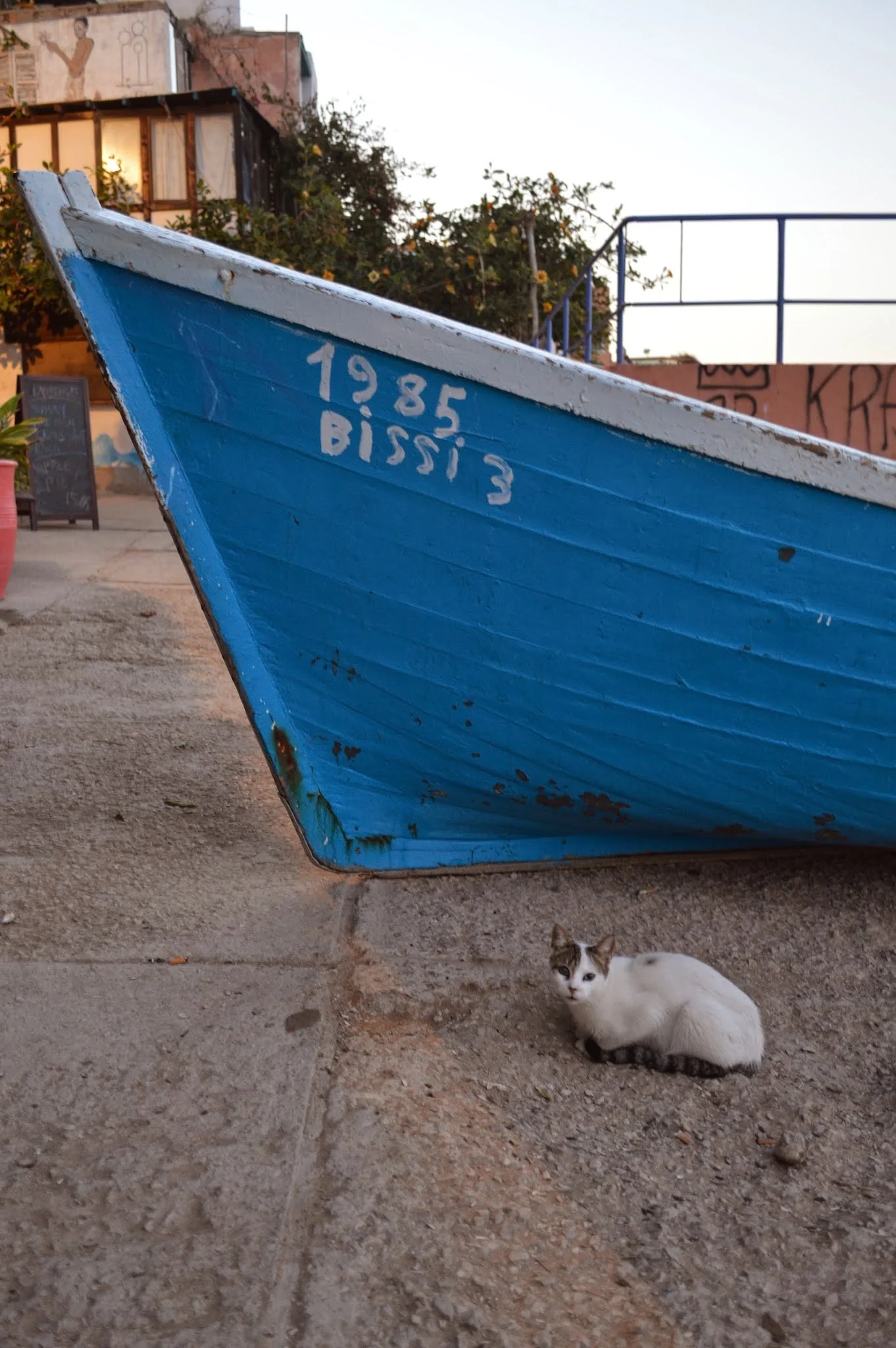 A blue boat with the writing '19.85 Bissi3' painted on it, resting on a concrete surface. A white cat with black markings is lying on the ground underneath the boat, looking towards the camera. In the background, there are buildings, some with graffi