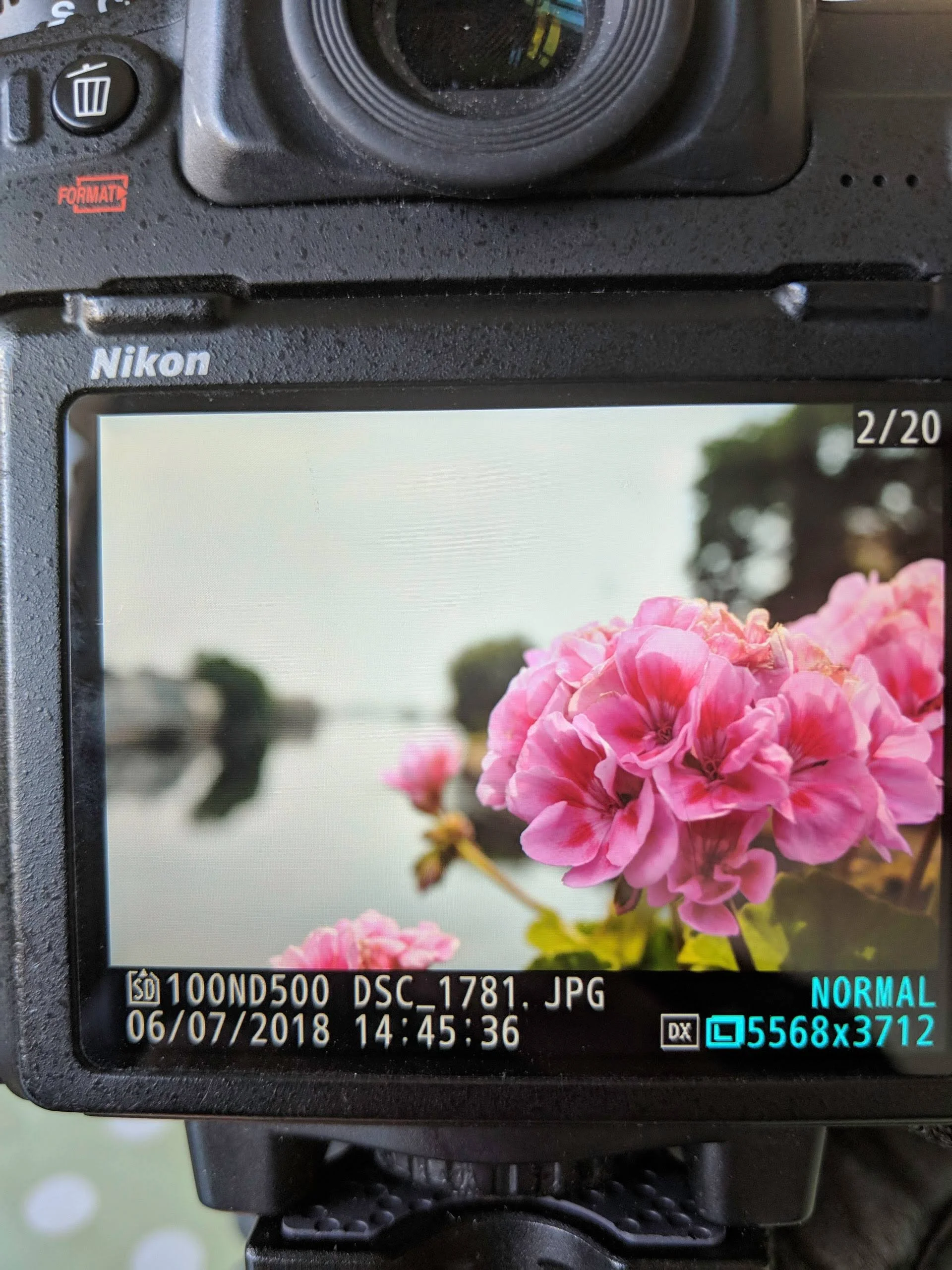 A camera screen displaying a close-up photo of pink flowers with a blurred background of green foliage. The screen shows camera settings and details in the lower part of the display.