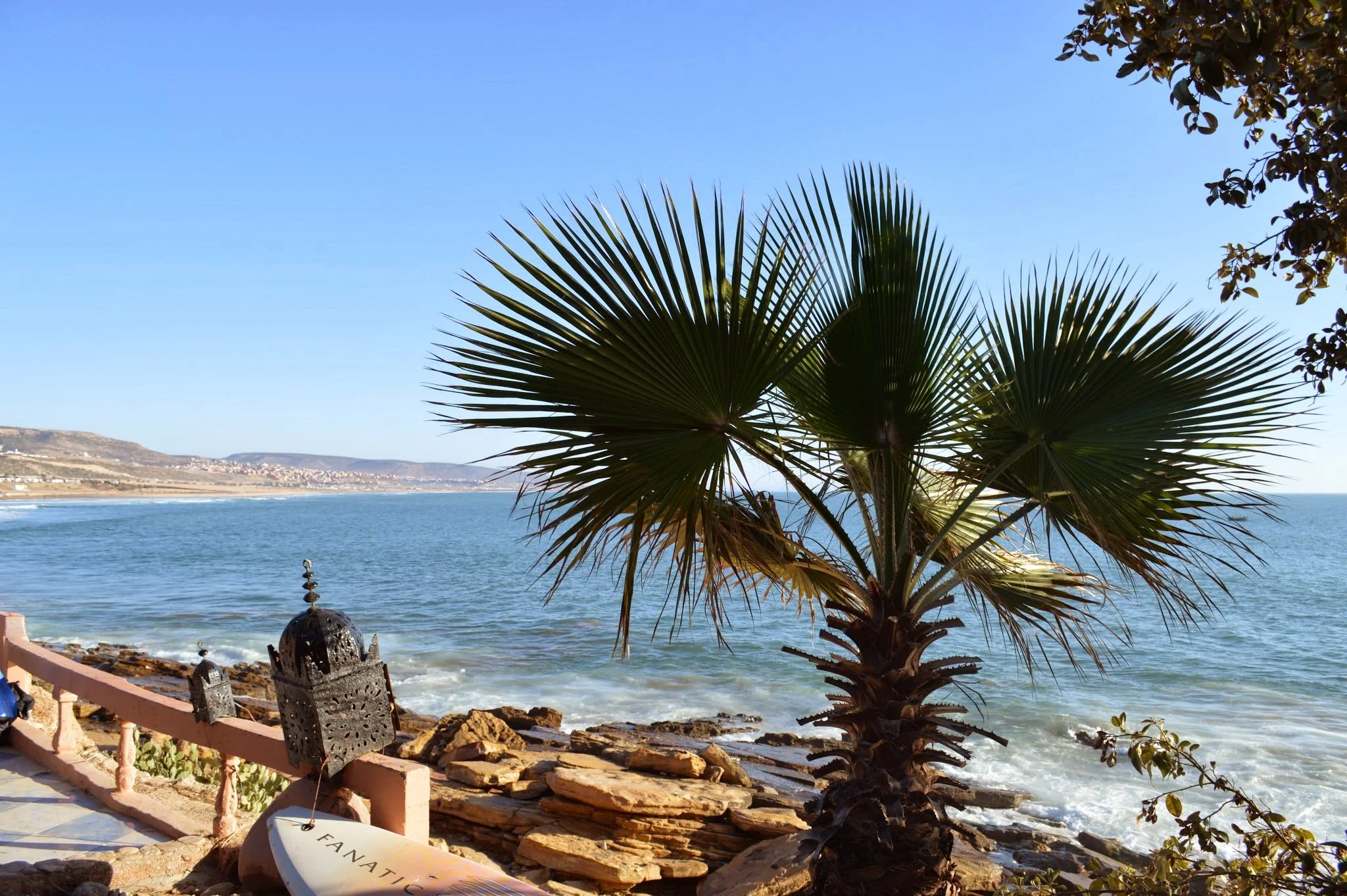 A palm tree by the seaside with a clear blue sky and distant hills.