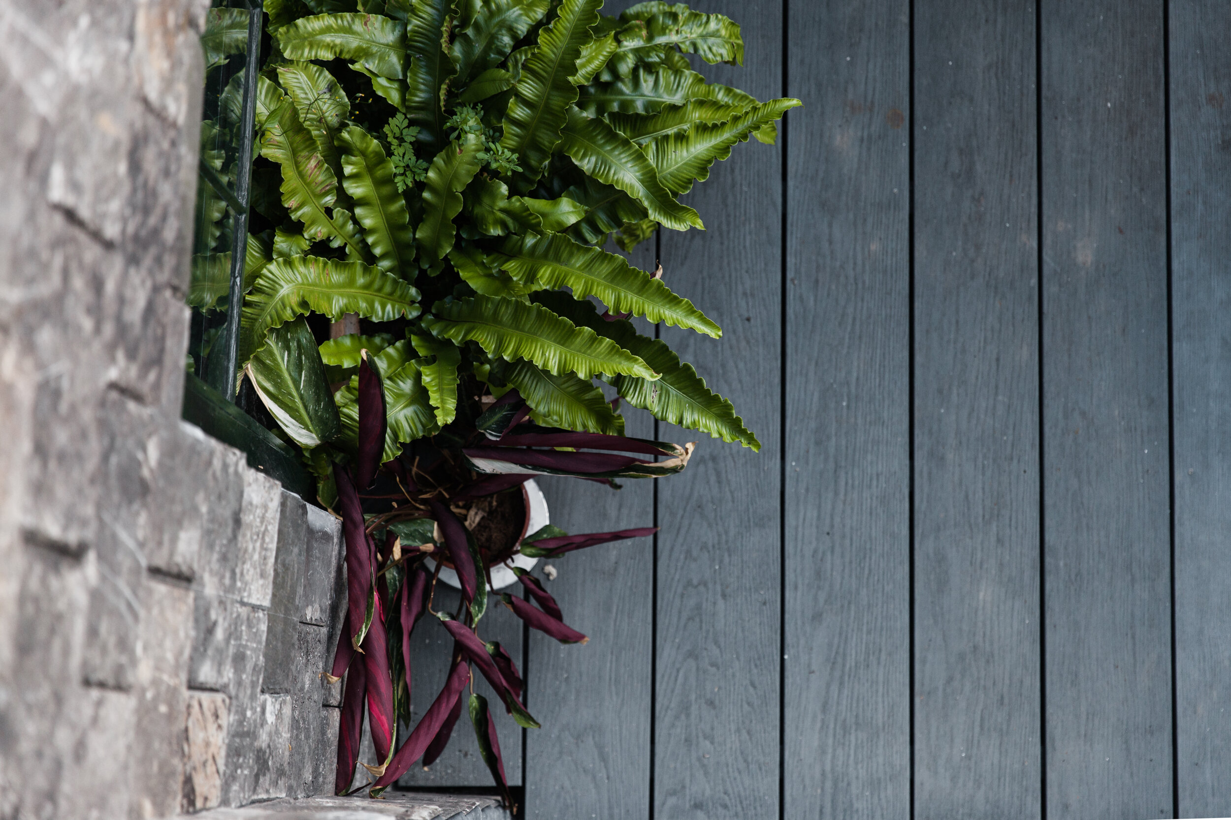Green leafy plants growing next to a brick wall and a wooden fence.