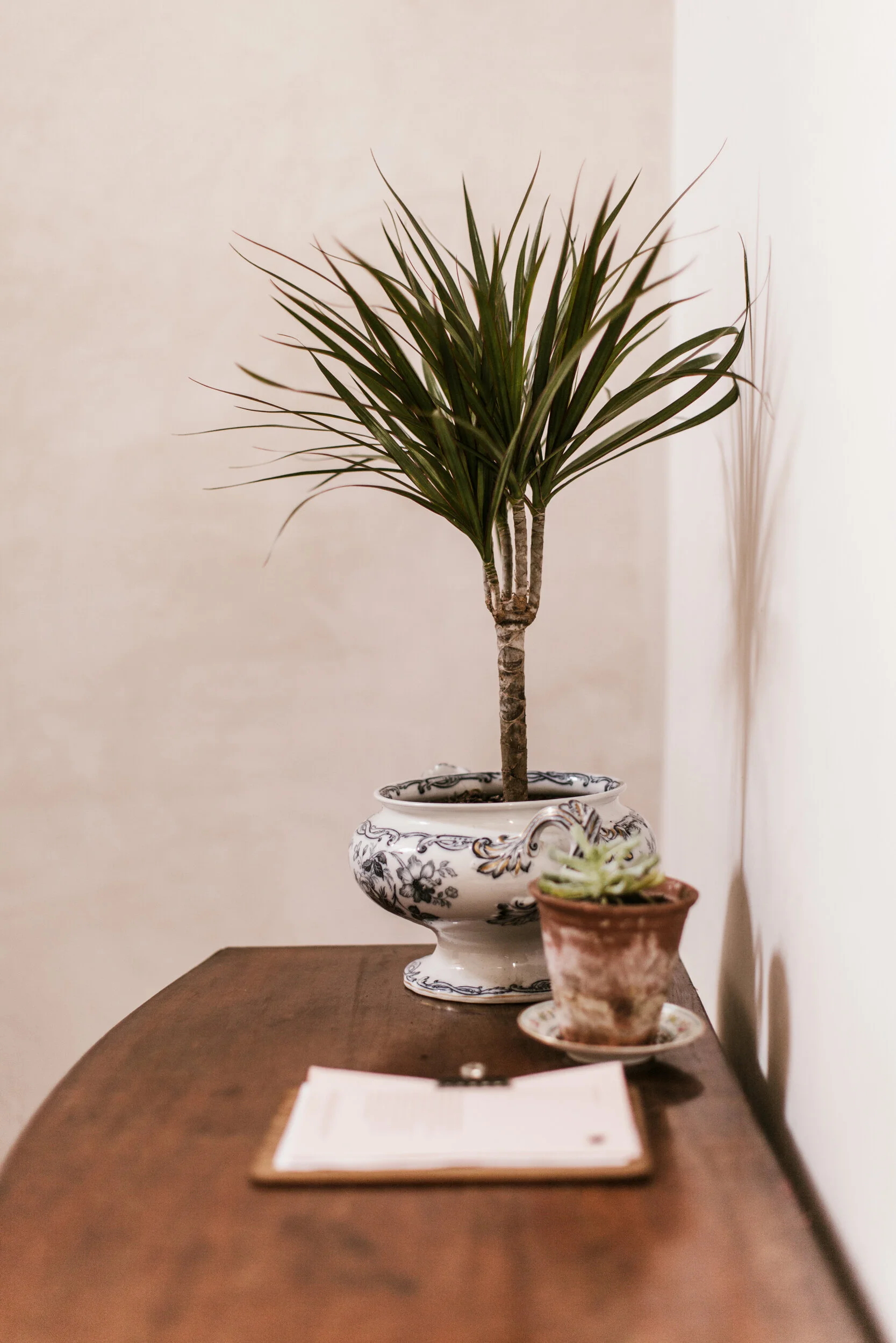 A potted plant with long, narrow green leaves in an ornate white and black ceramic pot, placed on a wooden table. There is also a smaller potted plant in a terracotta pot on the table.