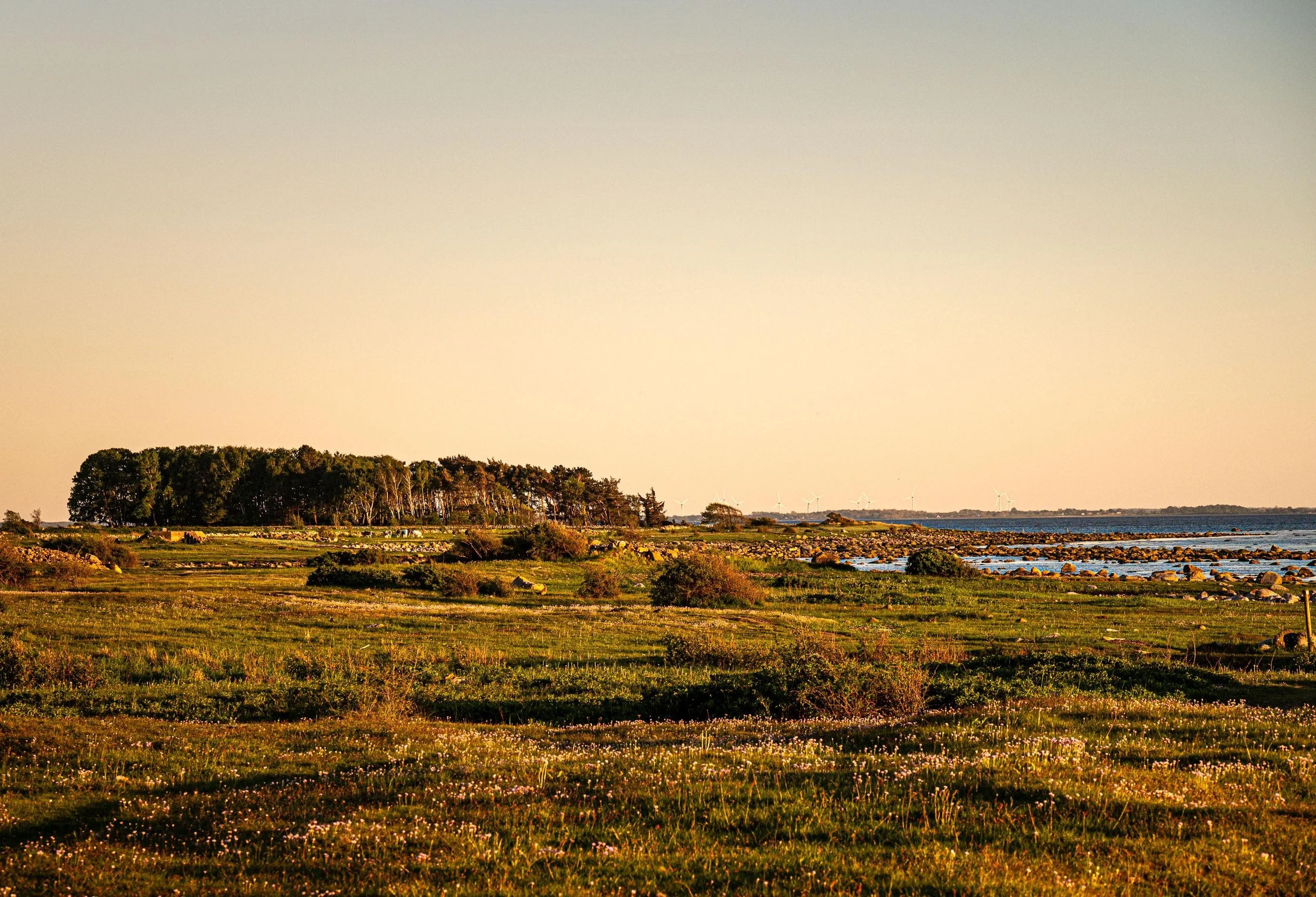 Dawn or dusk over a grassy landscape with rocks, trees, and a body of water, with wind turbines in the background.