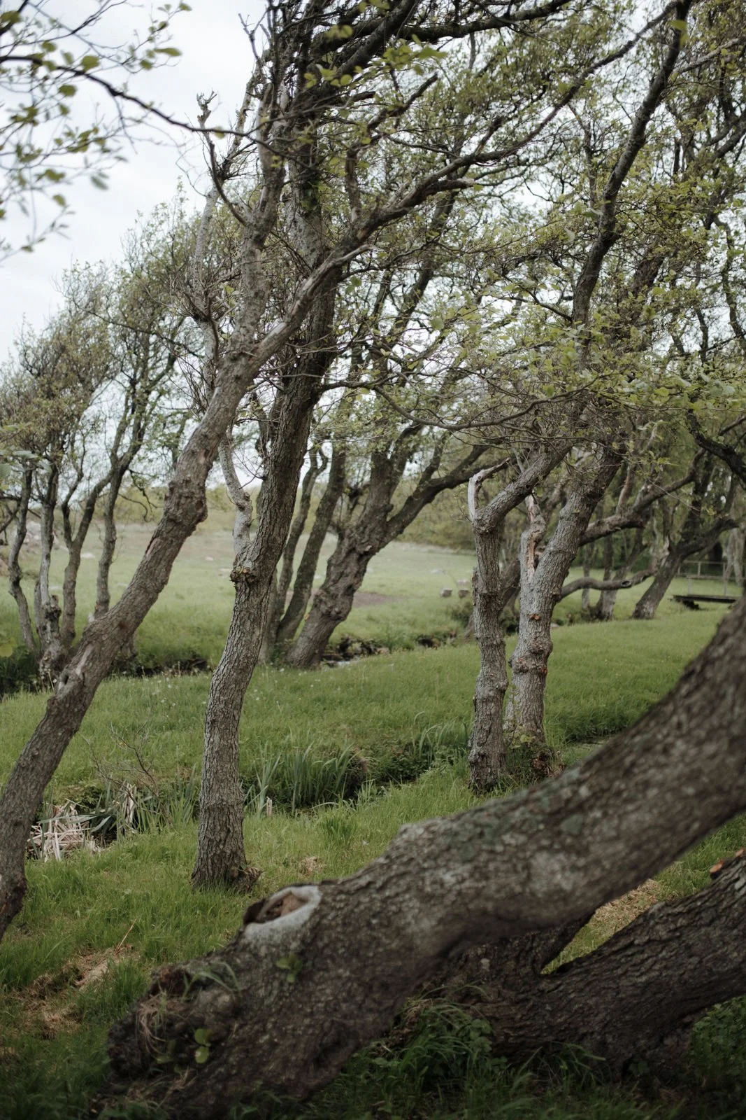 A group of leaning trees with rough bark and sparse leaves growing over a grassy area with gentle slopes.