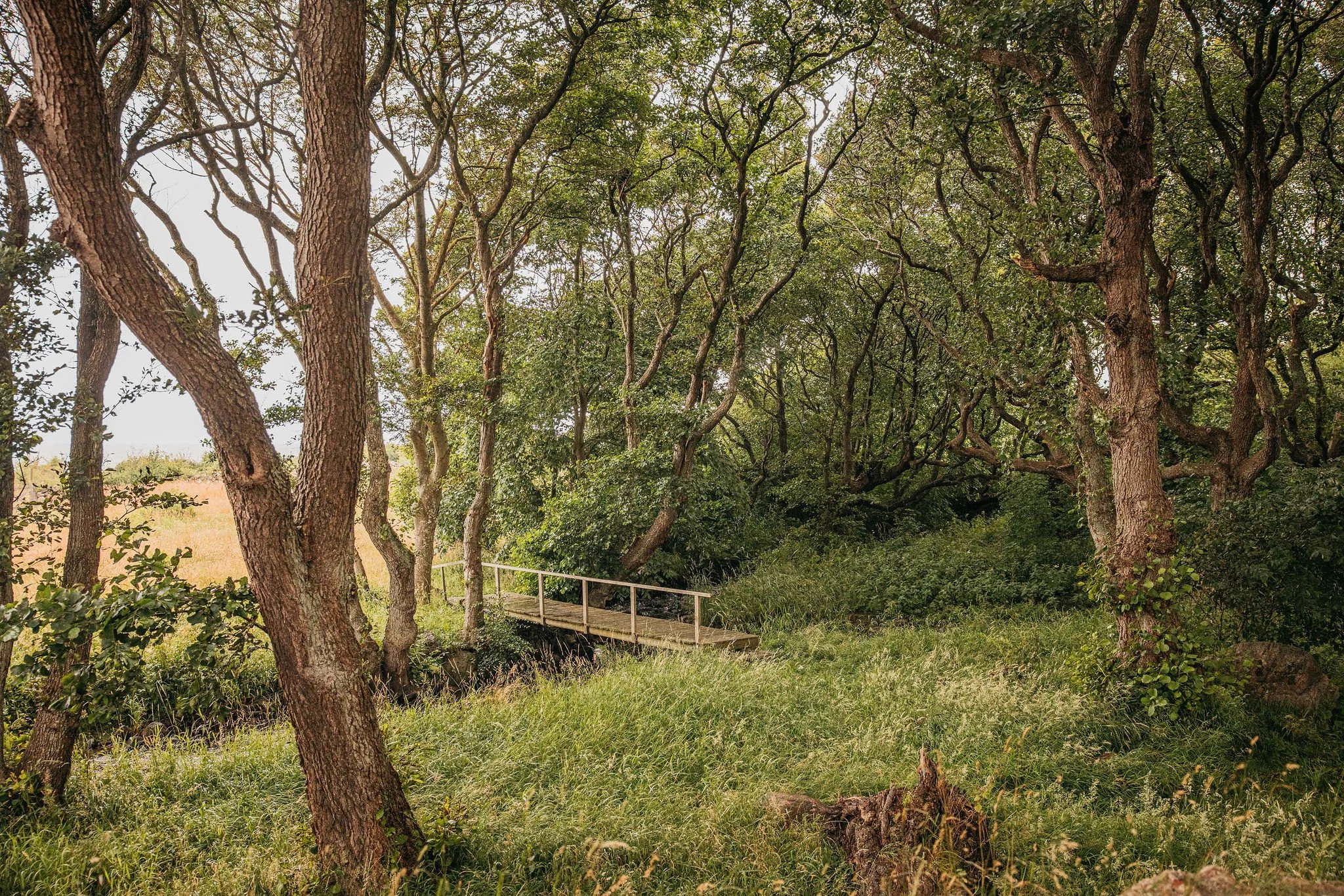 A wooded park with several tall trees, lush green foliage, a small bridge over a stream, and grass covering the ground.