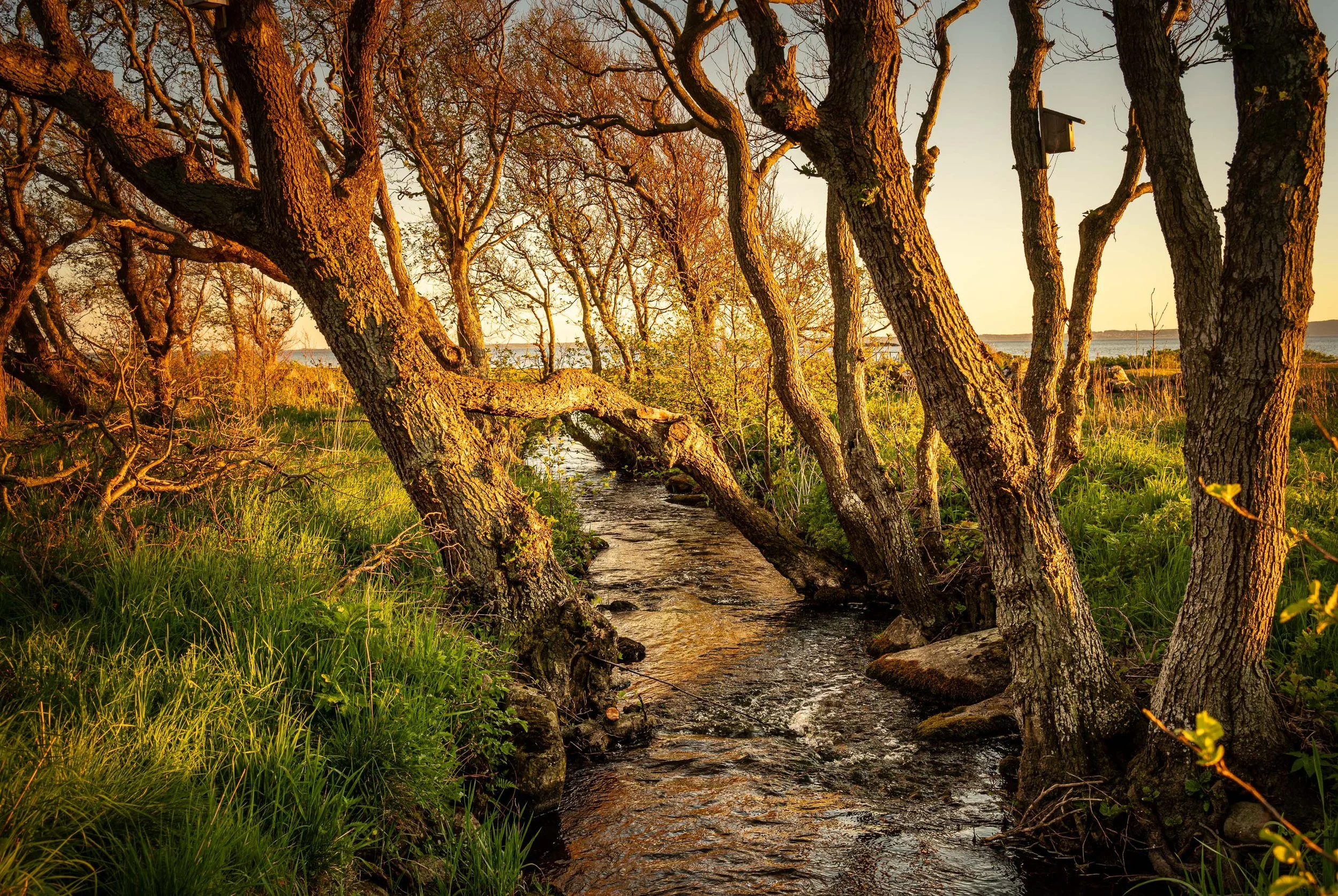 Sunlight shining through trees over a small creek in a natural setting, with green grass and autumn foliage.