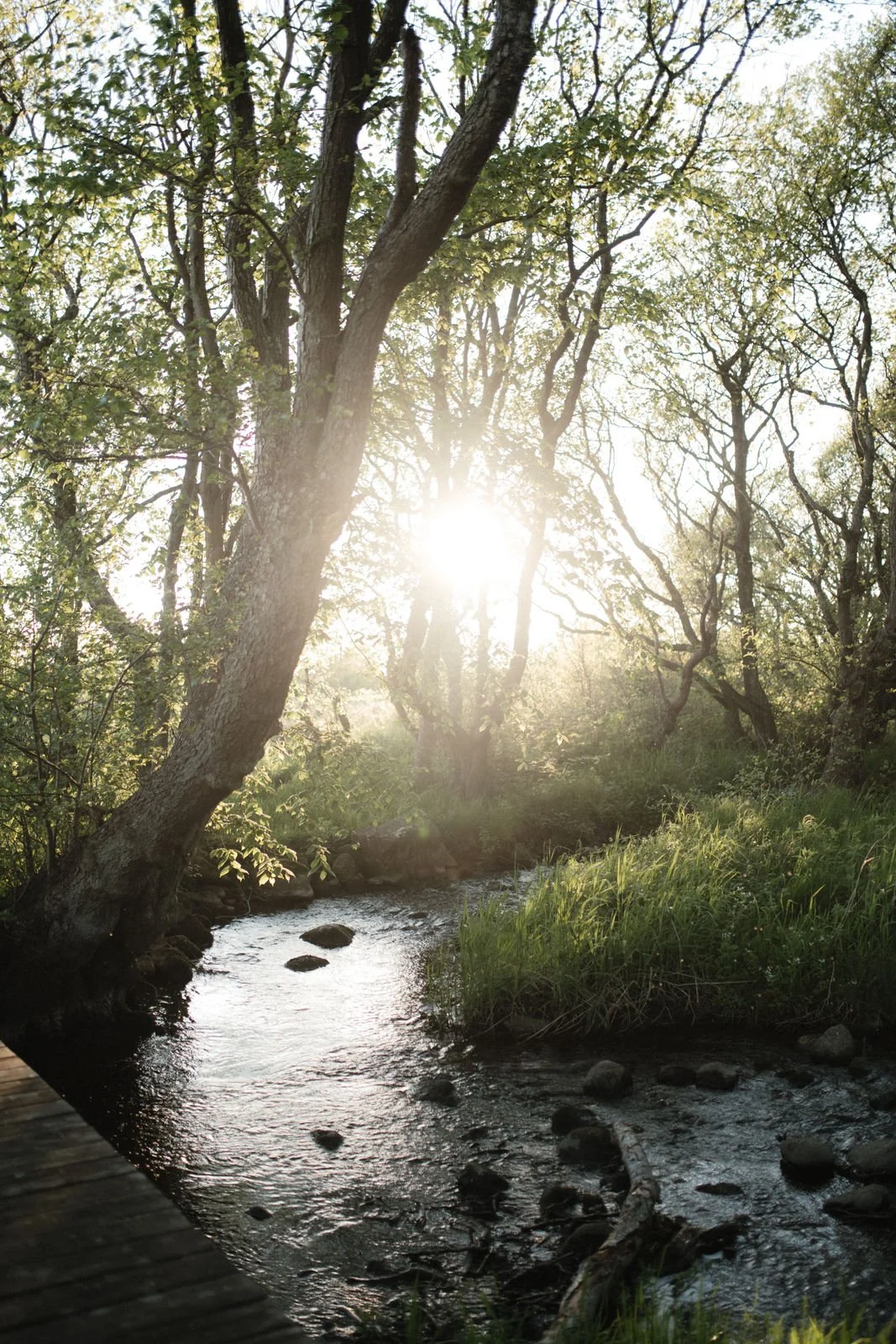 A peaceful forest scene with a small stream running through it, sunlight filtering through trees, and greenery on the banks.