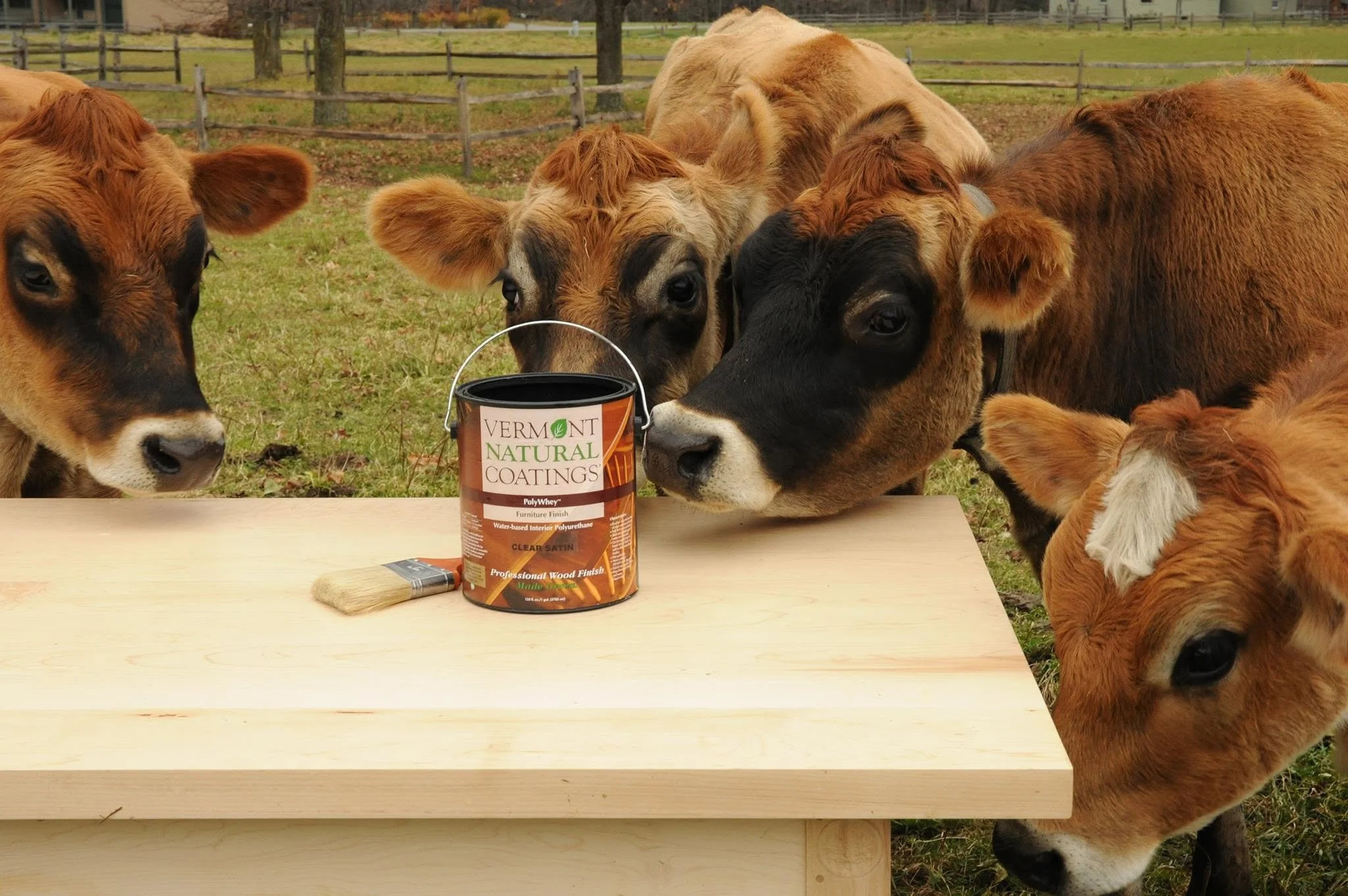 A group of young calves gather around a wooden table outdoors, examining a can of Vermont Natural Coatings wood finish, with a paintbrush on the table. The background features a fenced grassy area with trees.