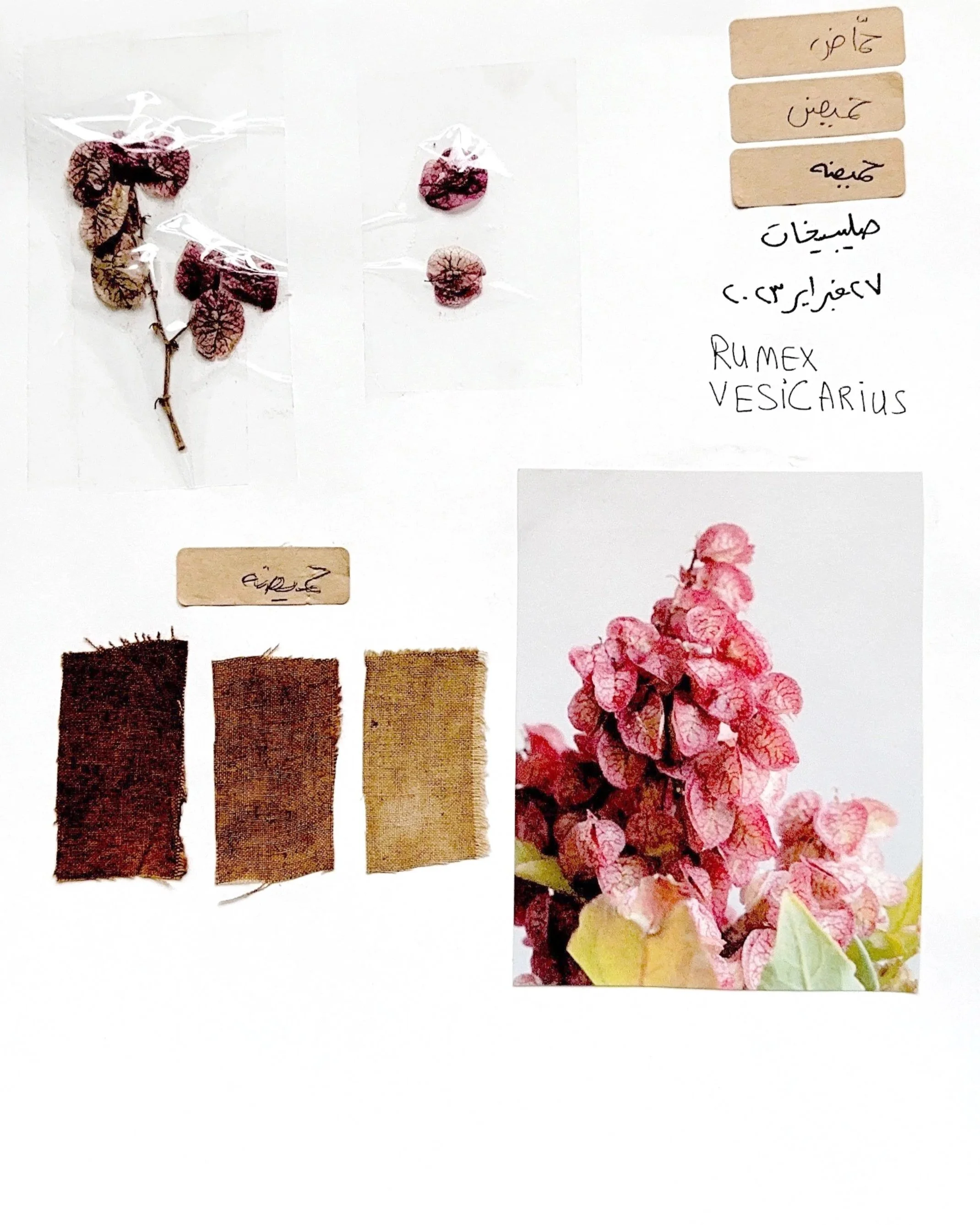 Wild Flower Study 2023 | Kuwait 