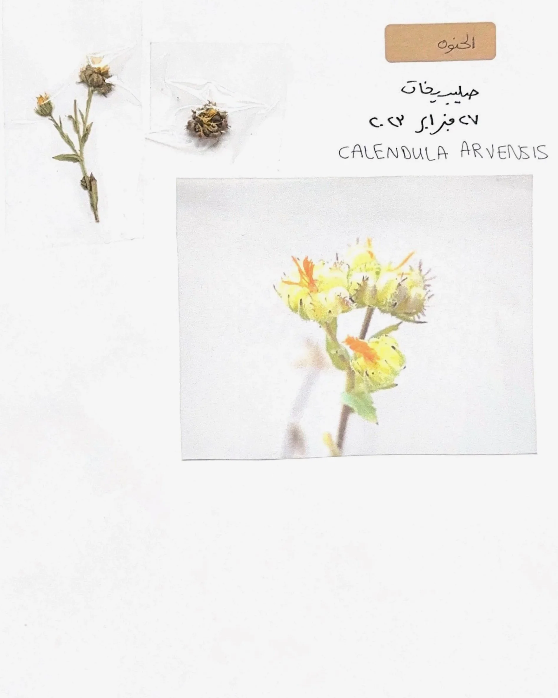 Wild Flower Study 2023 | Kuwait 