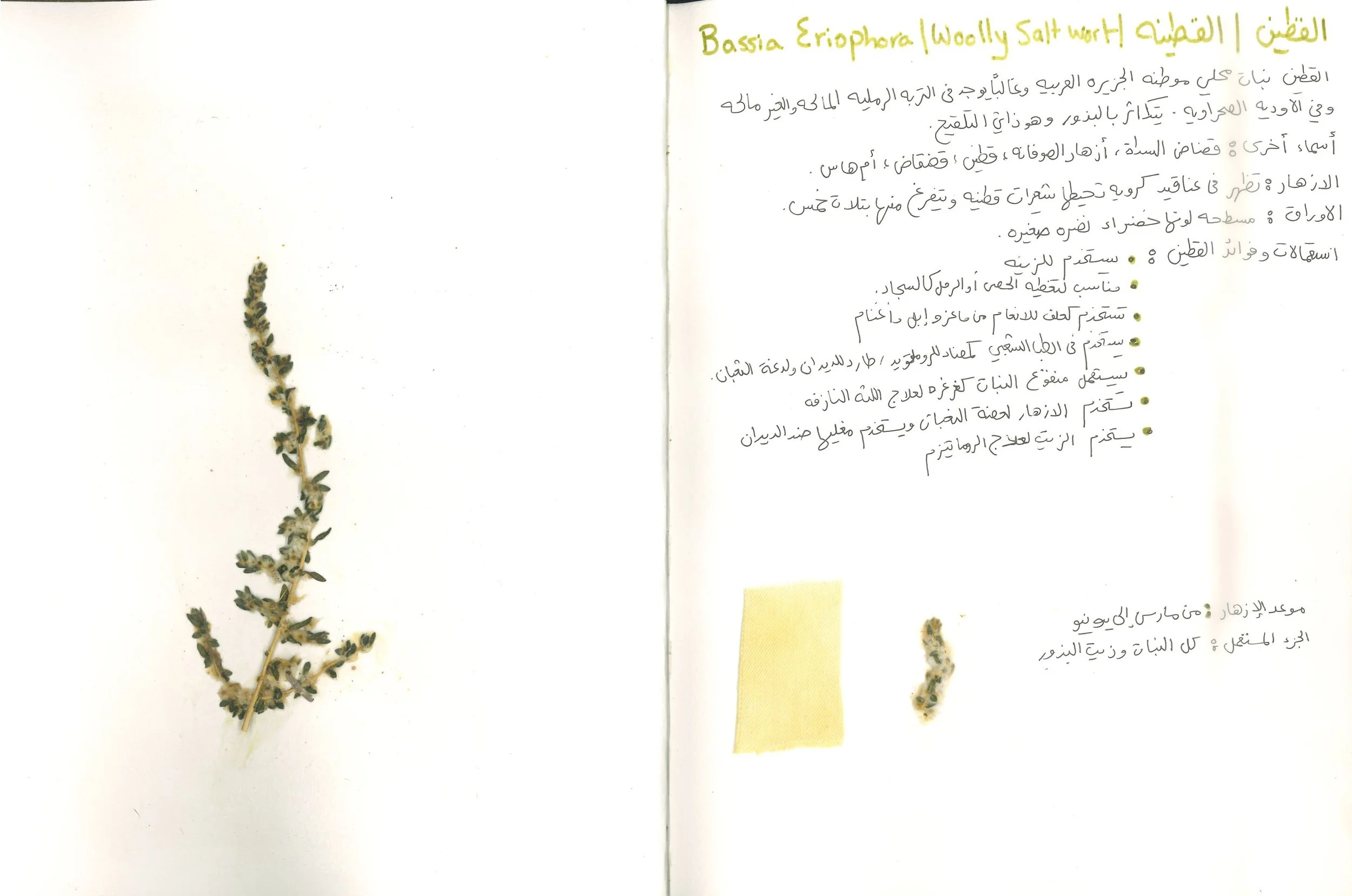Wild Flower Study 2023 |  Diriyah , Saudi Arabia