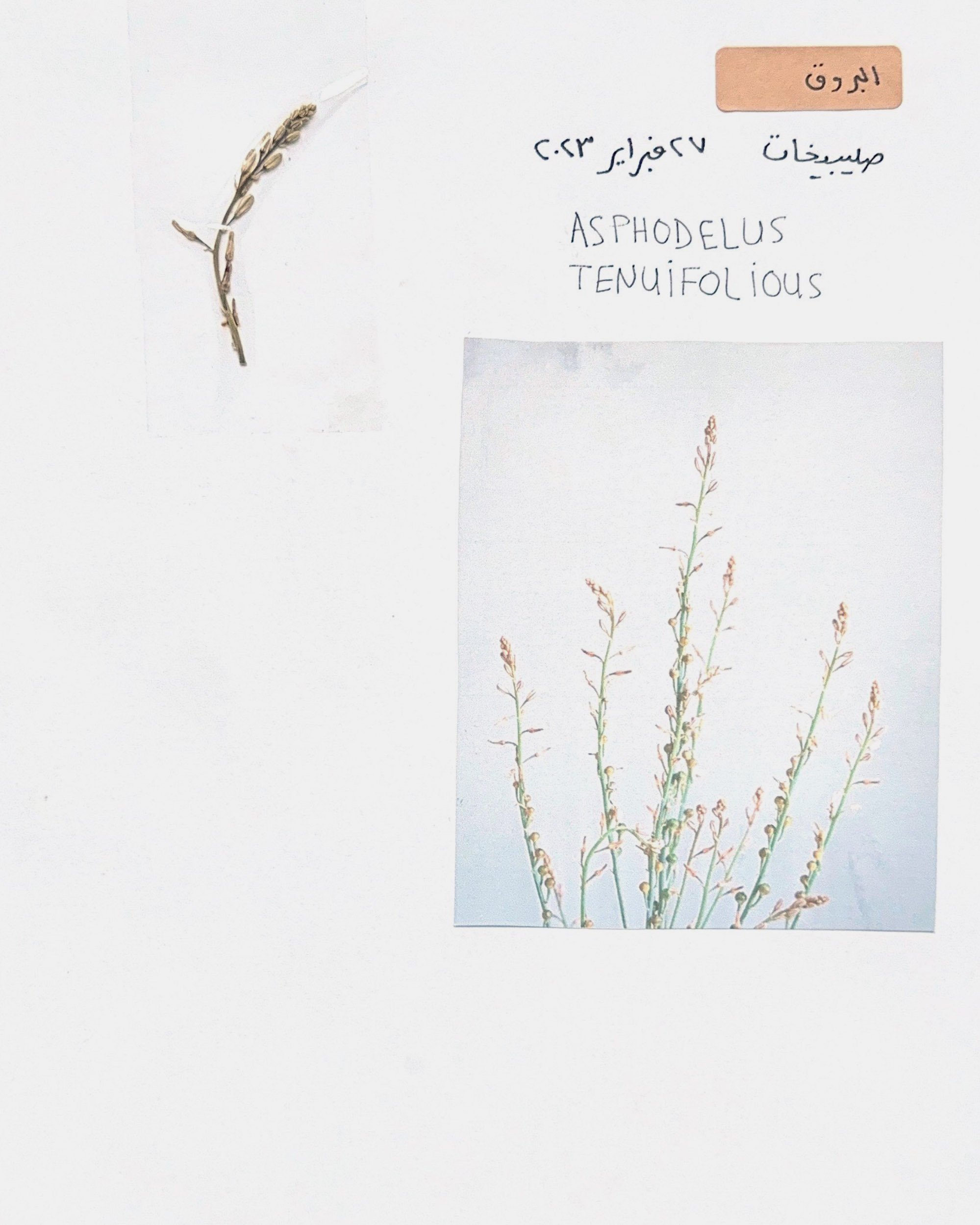 Wild Flower Study 2023 | Kuwait 