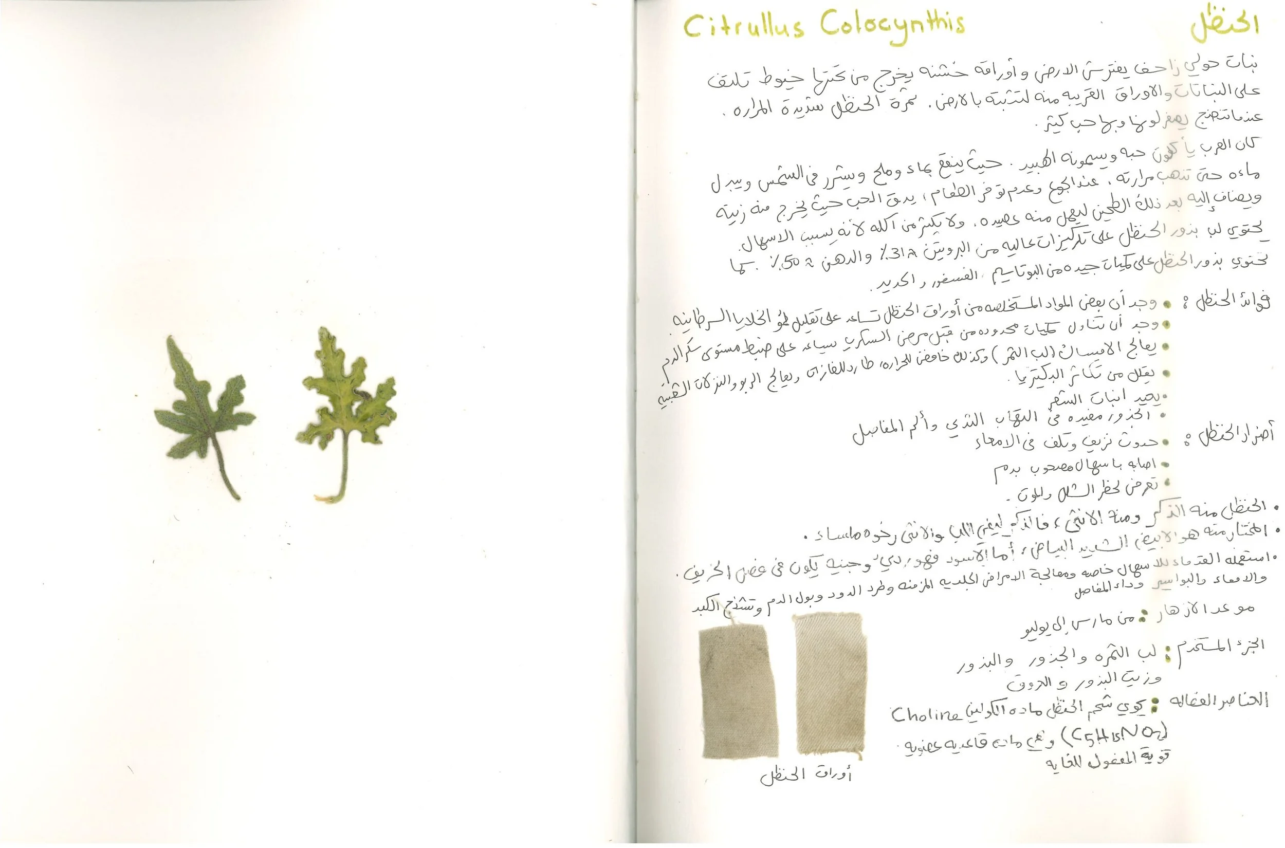 Wild Flower Study 2023 |  Diriyah , Saudi Arabia