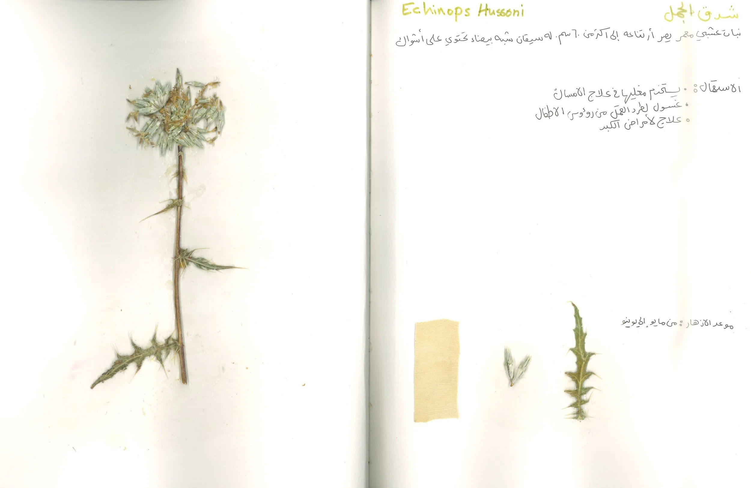Wild Flower Study 2023 |  Diriyah , Saudi Arabia
