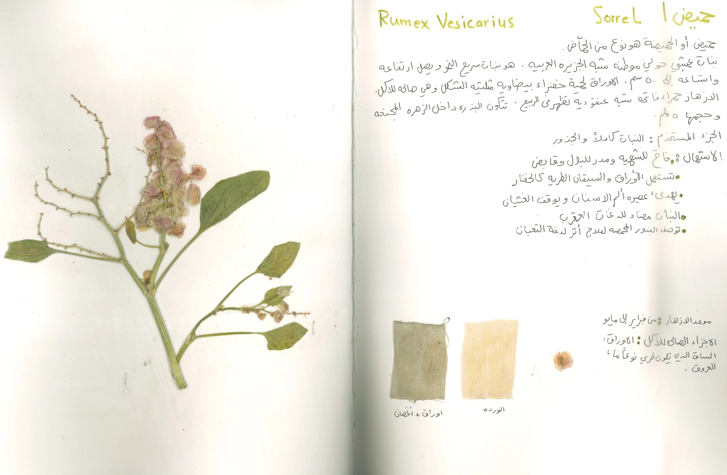 Wild Flower Study 2023 |  Diriyah , Saudi Arabia