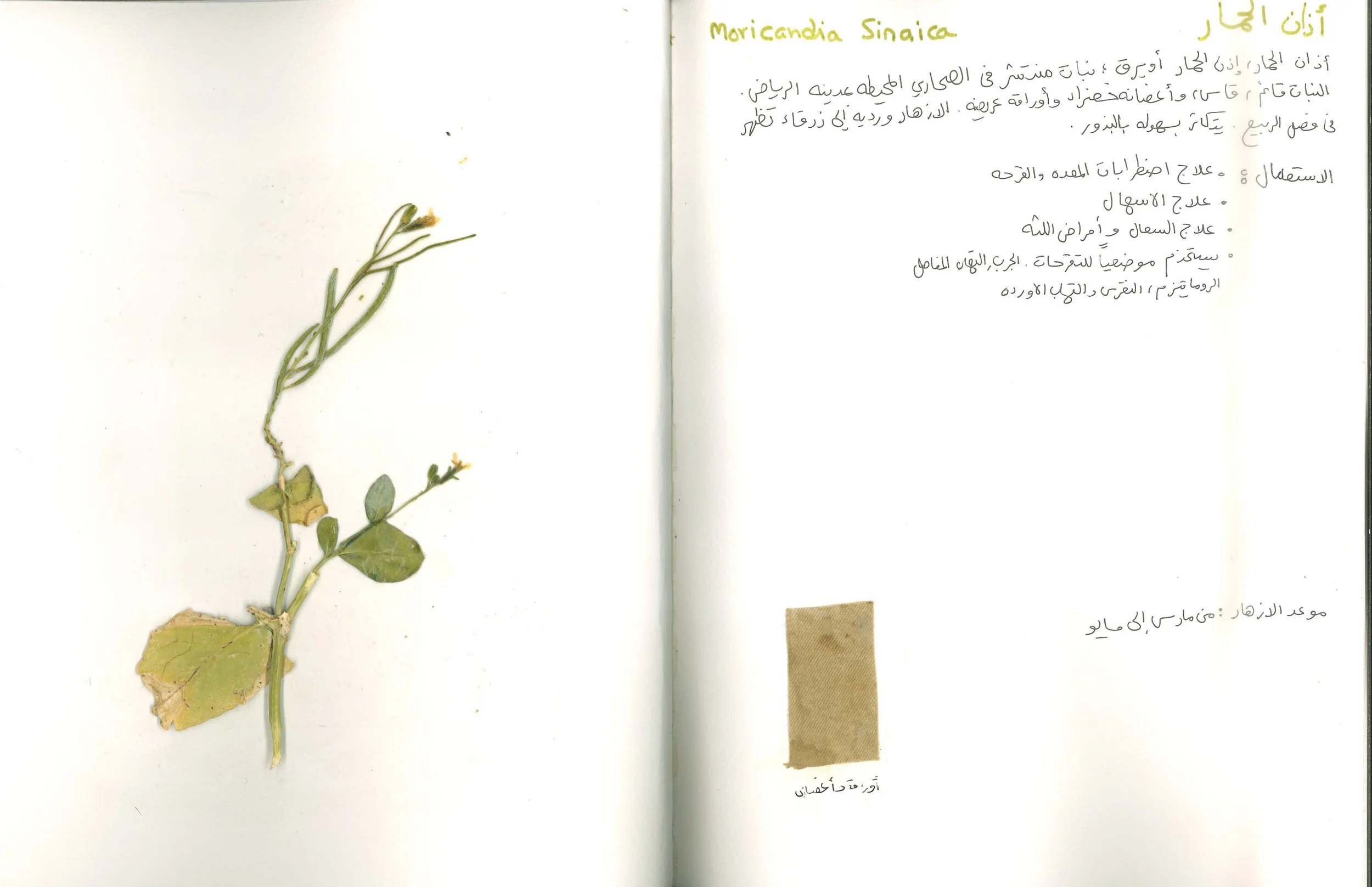 Wild Flower Study 2023 |  Diriyah , Saudi Arabia