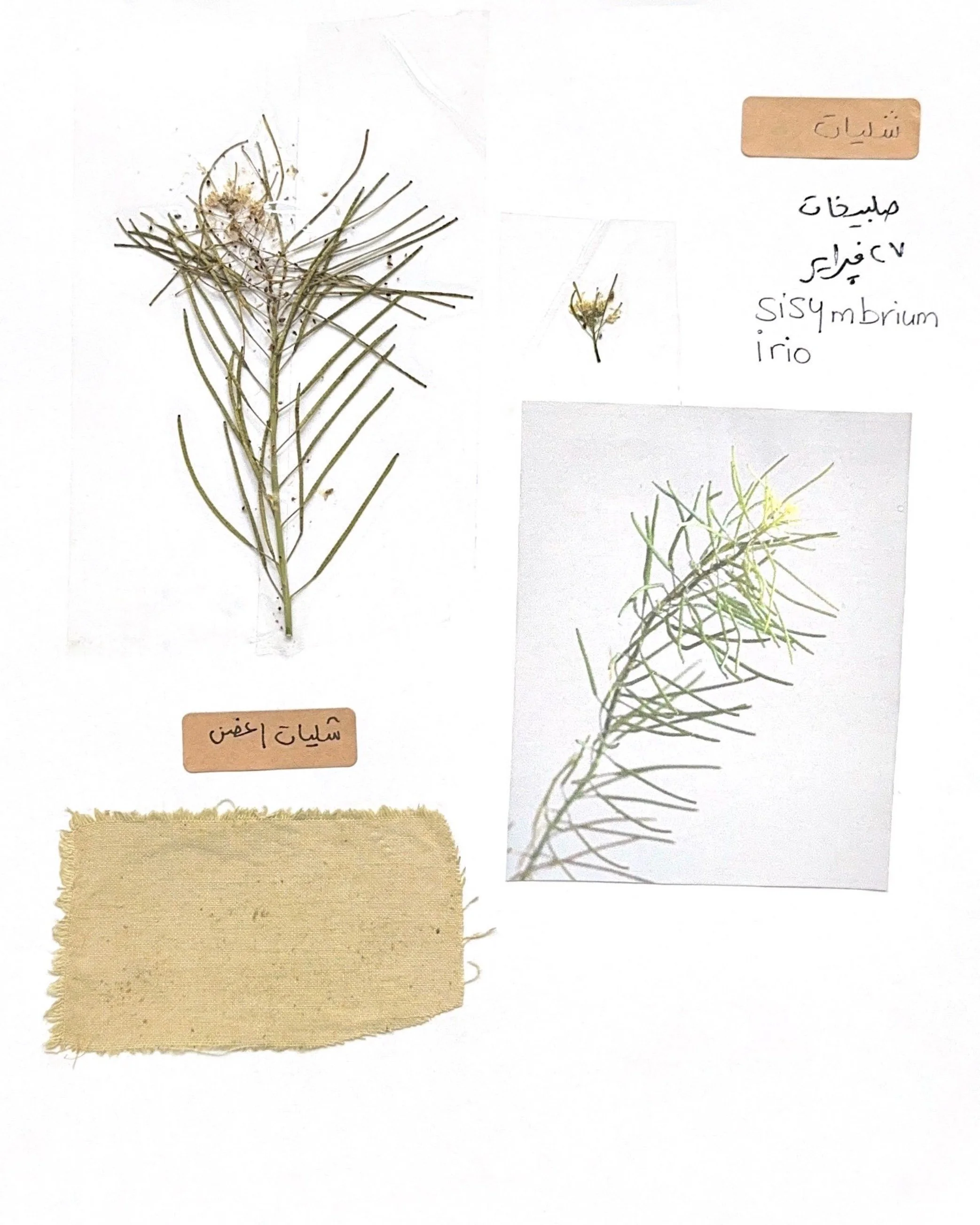 Wild Flower Study 2023 | Kuwait 