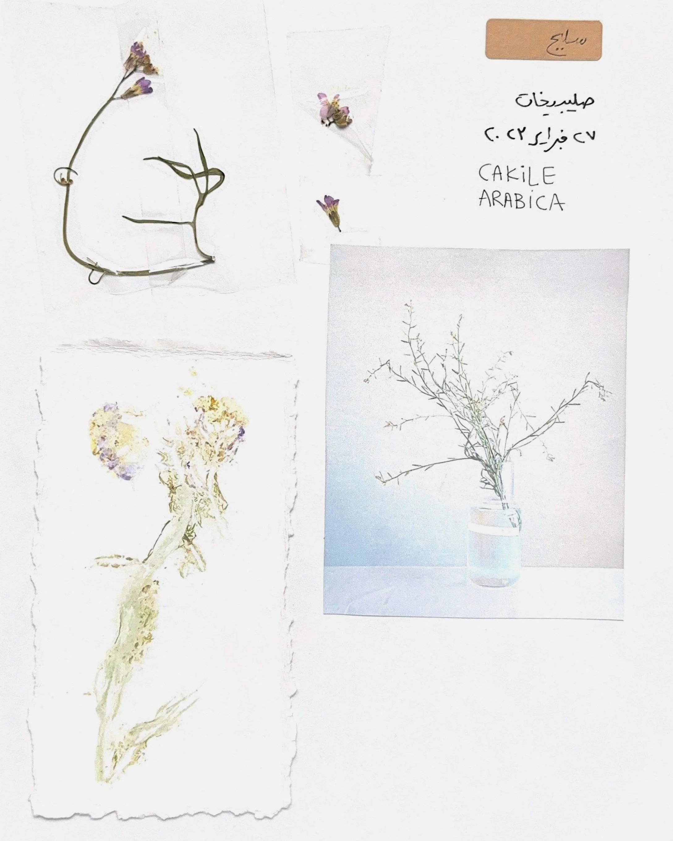 Wild Flower Study 2023 | Kuwait 