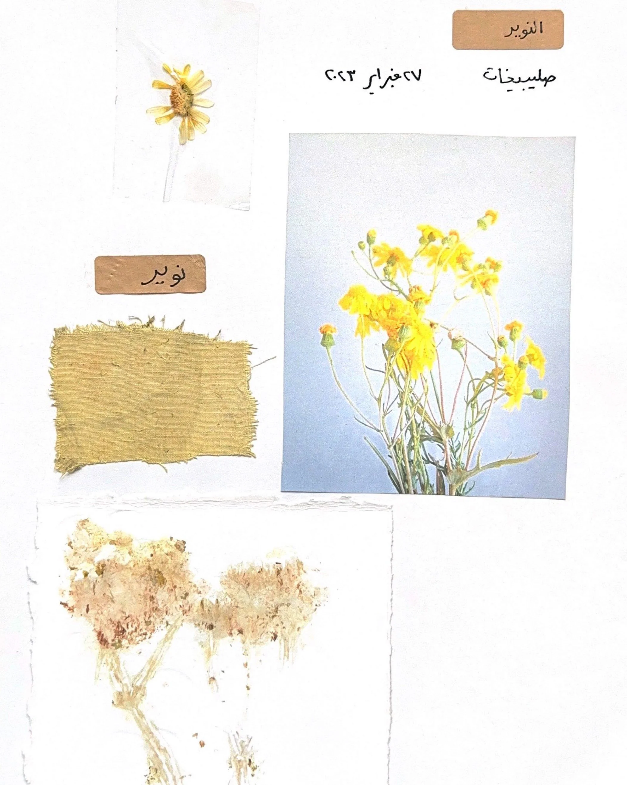 Wild Flower Study 2023 | Kuwait 