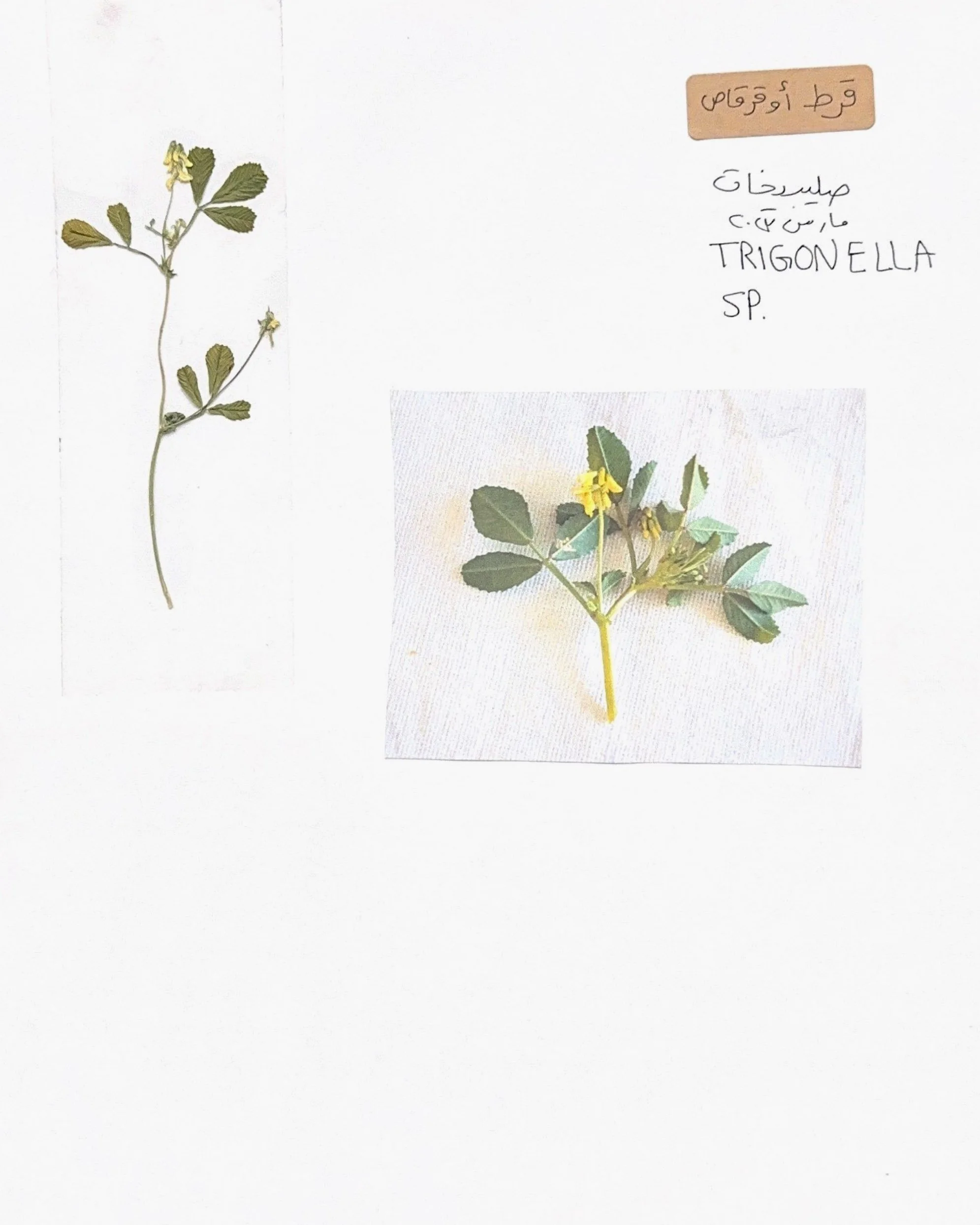Wild Flower Study 2023 | Kuwait 