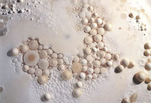 Five Points Fermentation