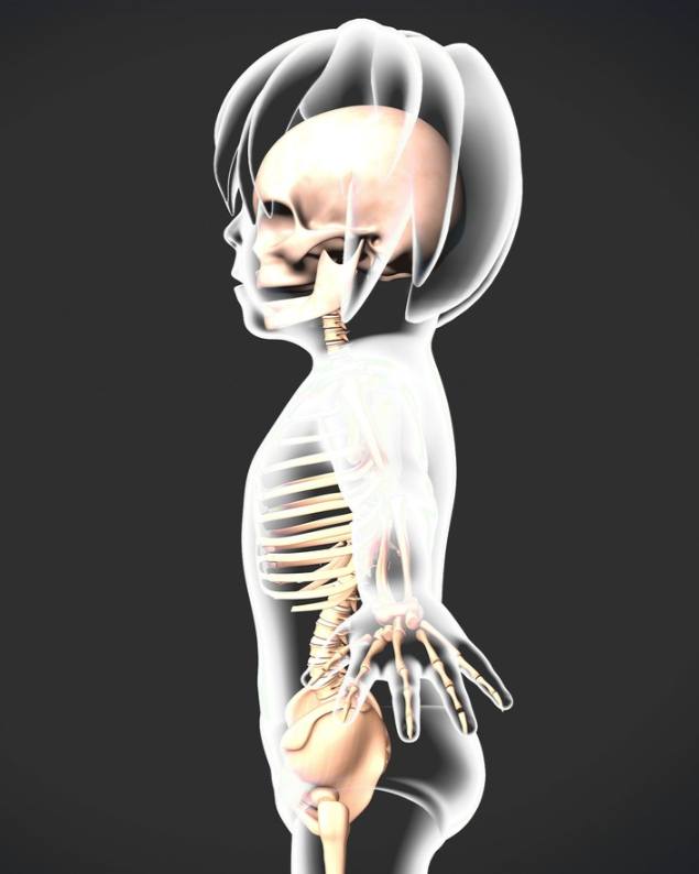 A digital 3D rendering of a human skeleton with internal organs showing, viewed from the side, with a dark background.