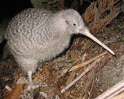 Kiwis and Fun