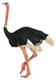 Struthionidae (Ostrichs)-Family 1