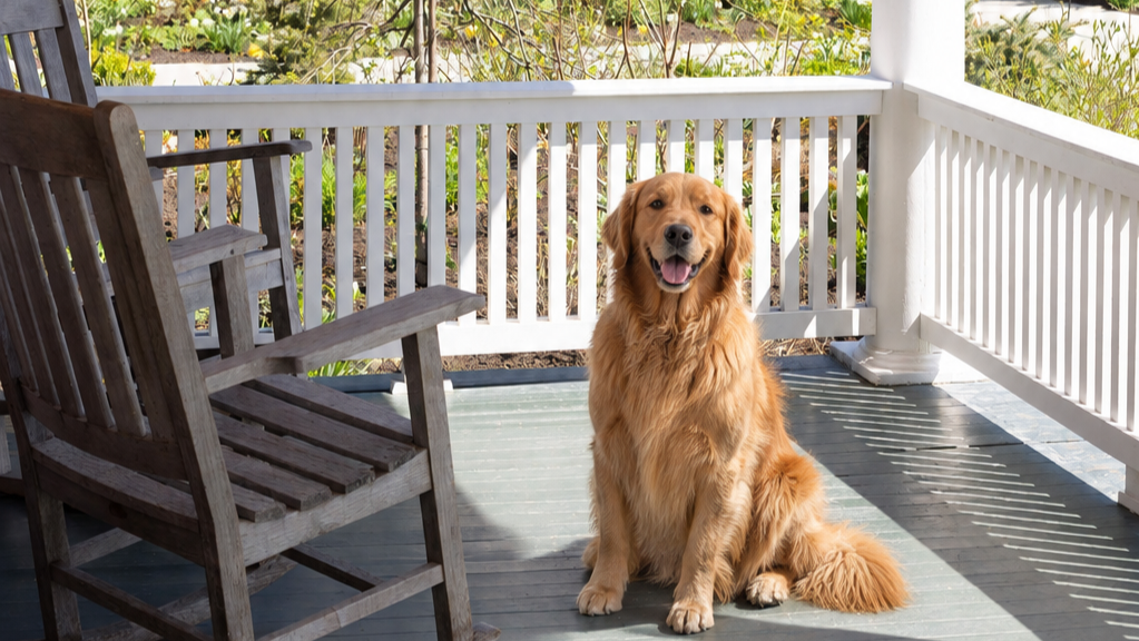 Golden retriever sitting on Kedron Valley Inn porch