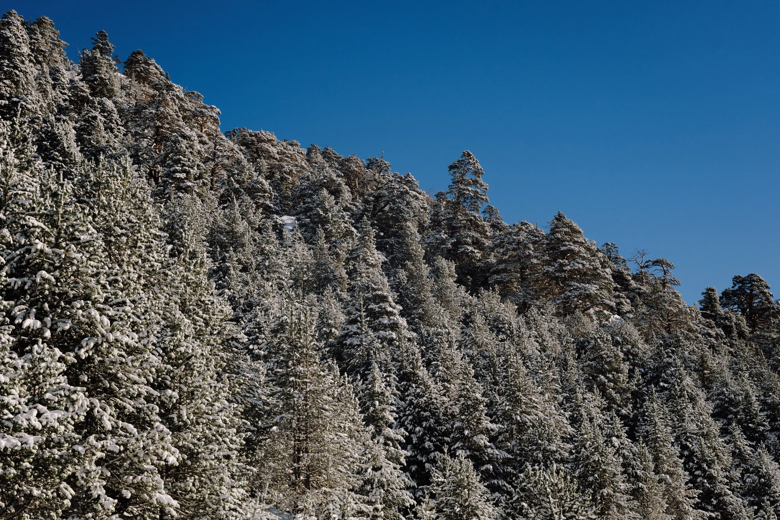 DSCF1315-Avec accentuation-RDq.jpg